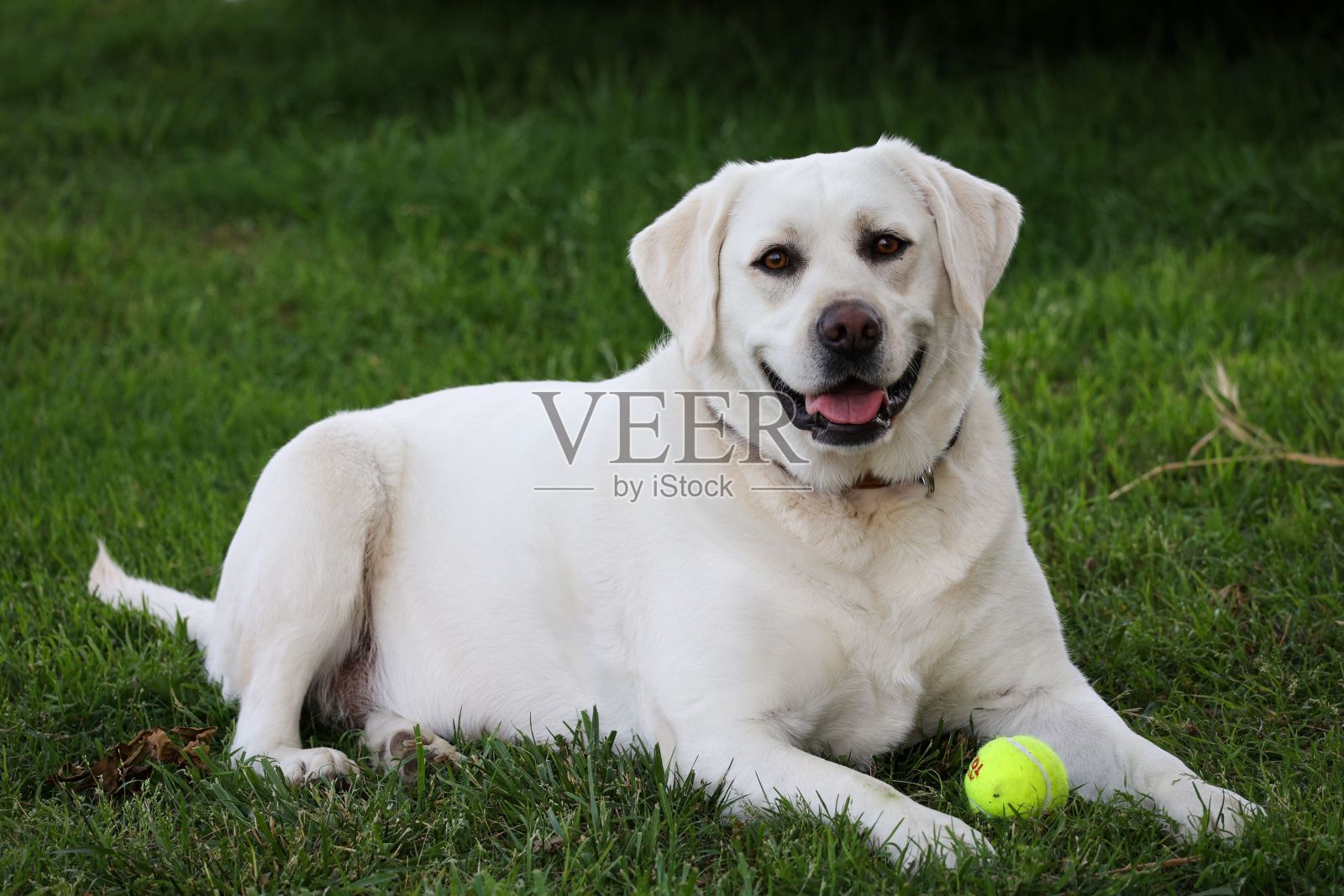 可爱的白色拉布拉多狗在绿色的草地上与网球照片摄影图片