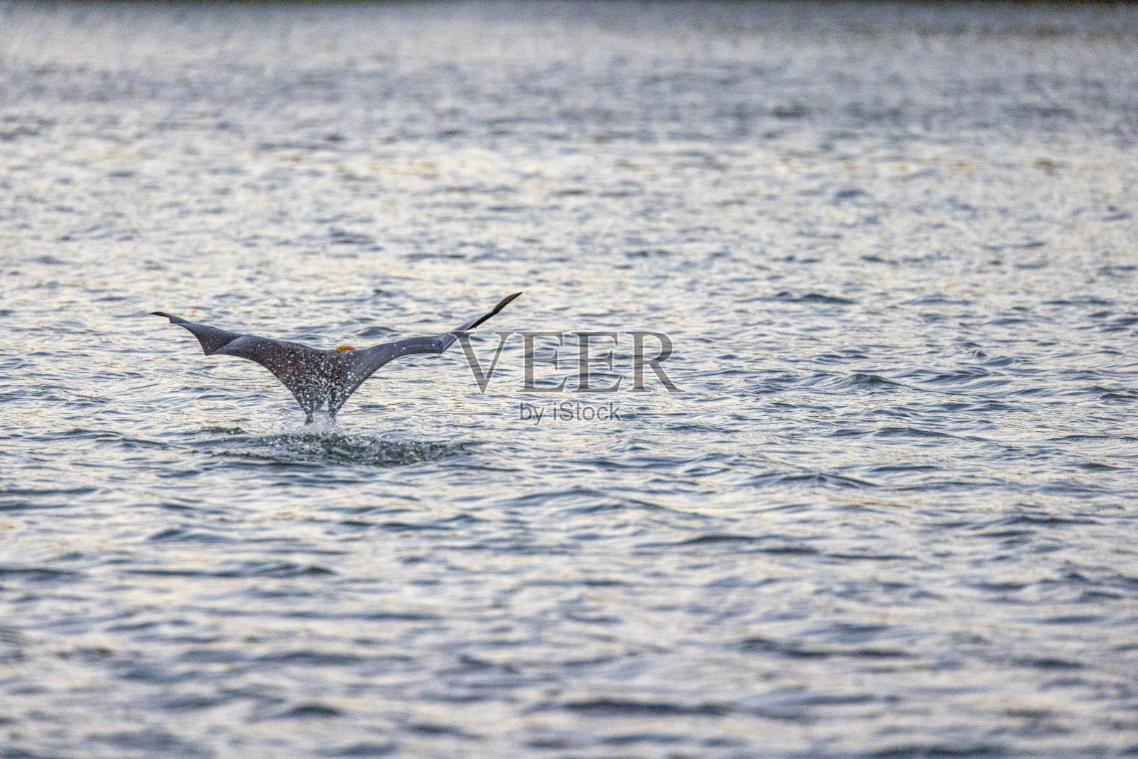 从蝙蝠背后掠过照片摄影图片