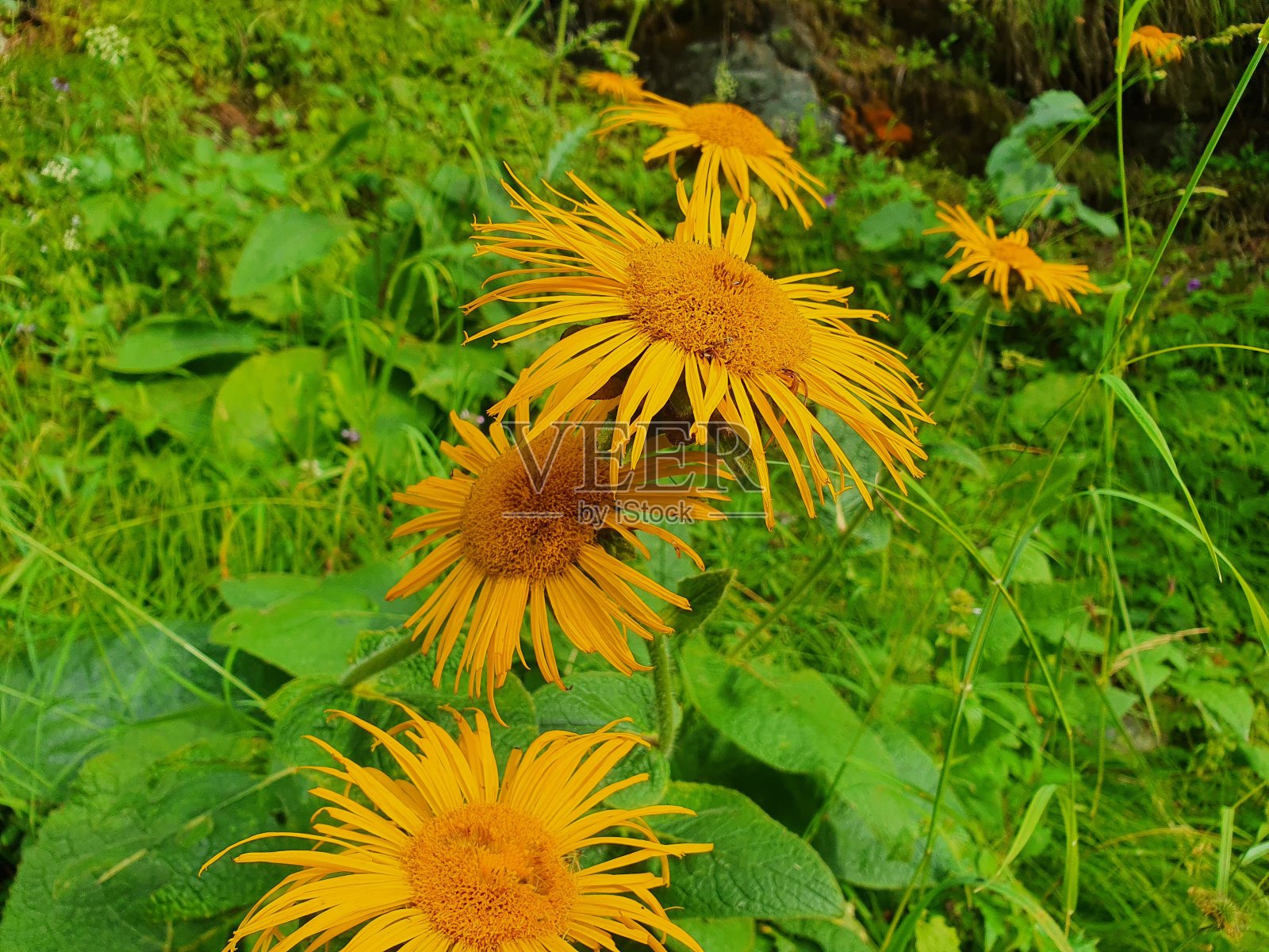 美丽的花，草药和植物照片摄影图片