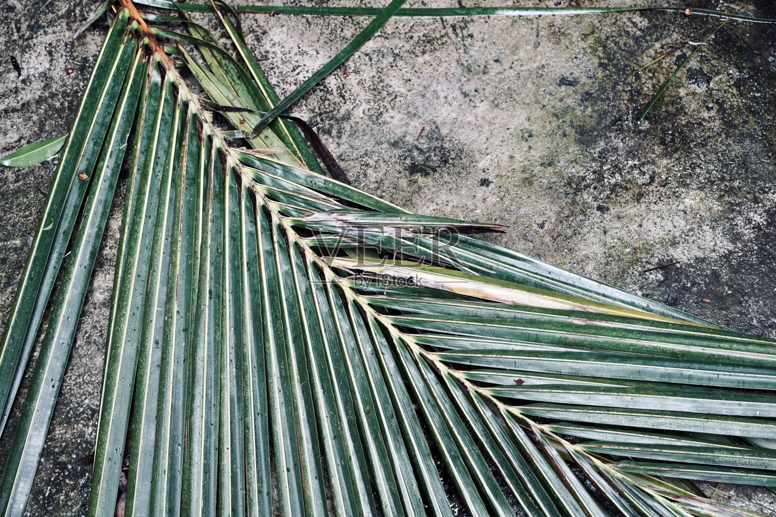 椰子叶在肮脏的背景。照片摄影图片