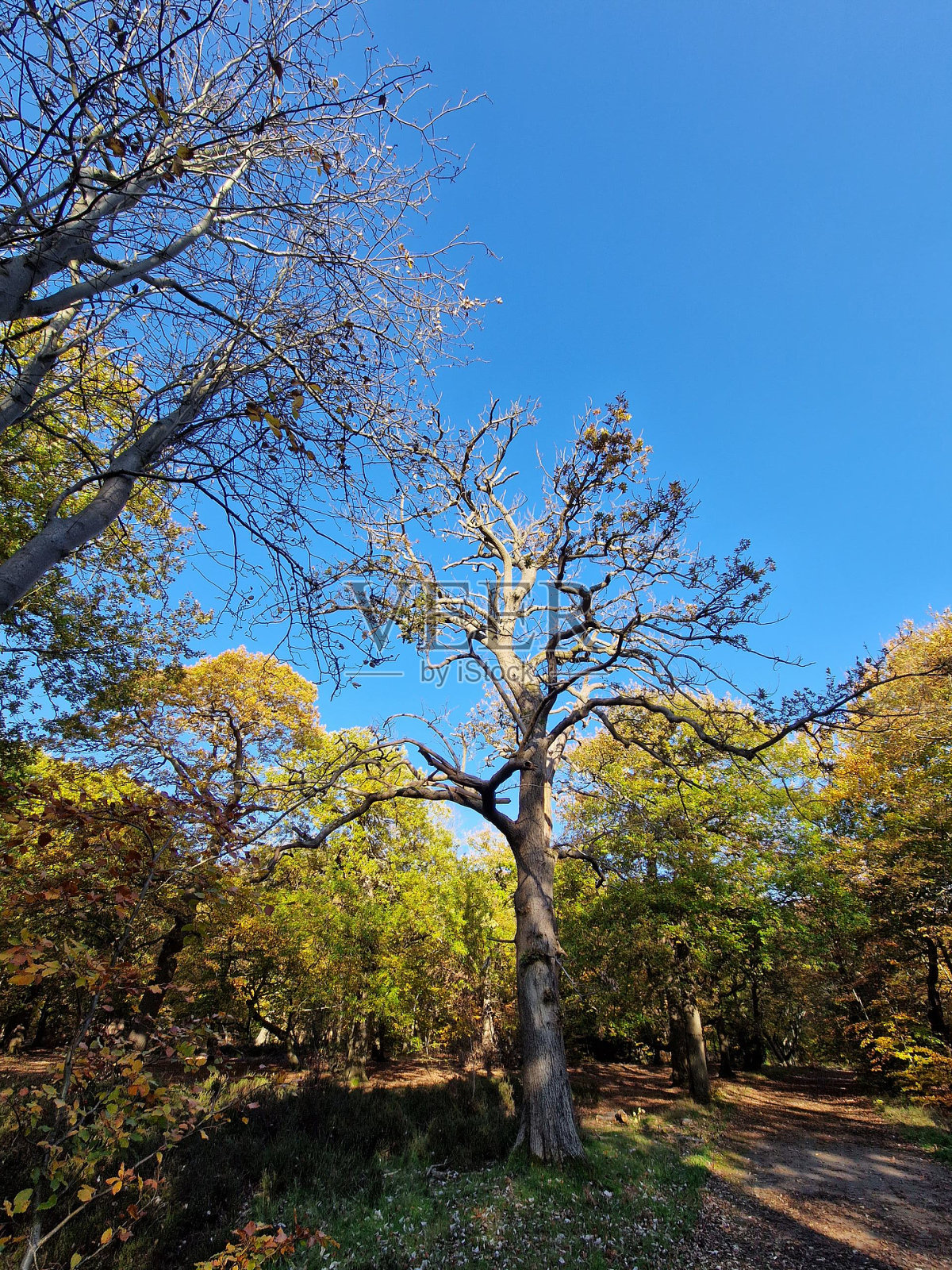 伯纳姆山毛榉上的树照片摄影图片