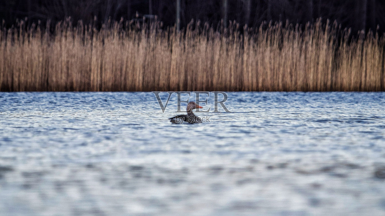 孤独的鸭子在池塘里游泳，背景是植物。照片摄影图片