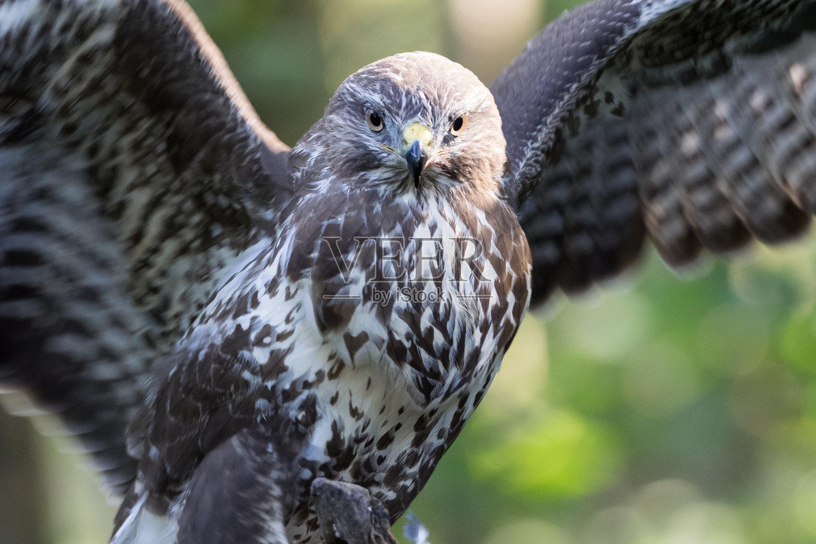 展翅的秃鹰照片摄影图片