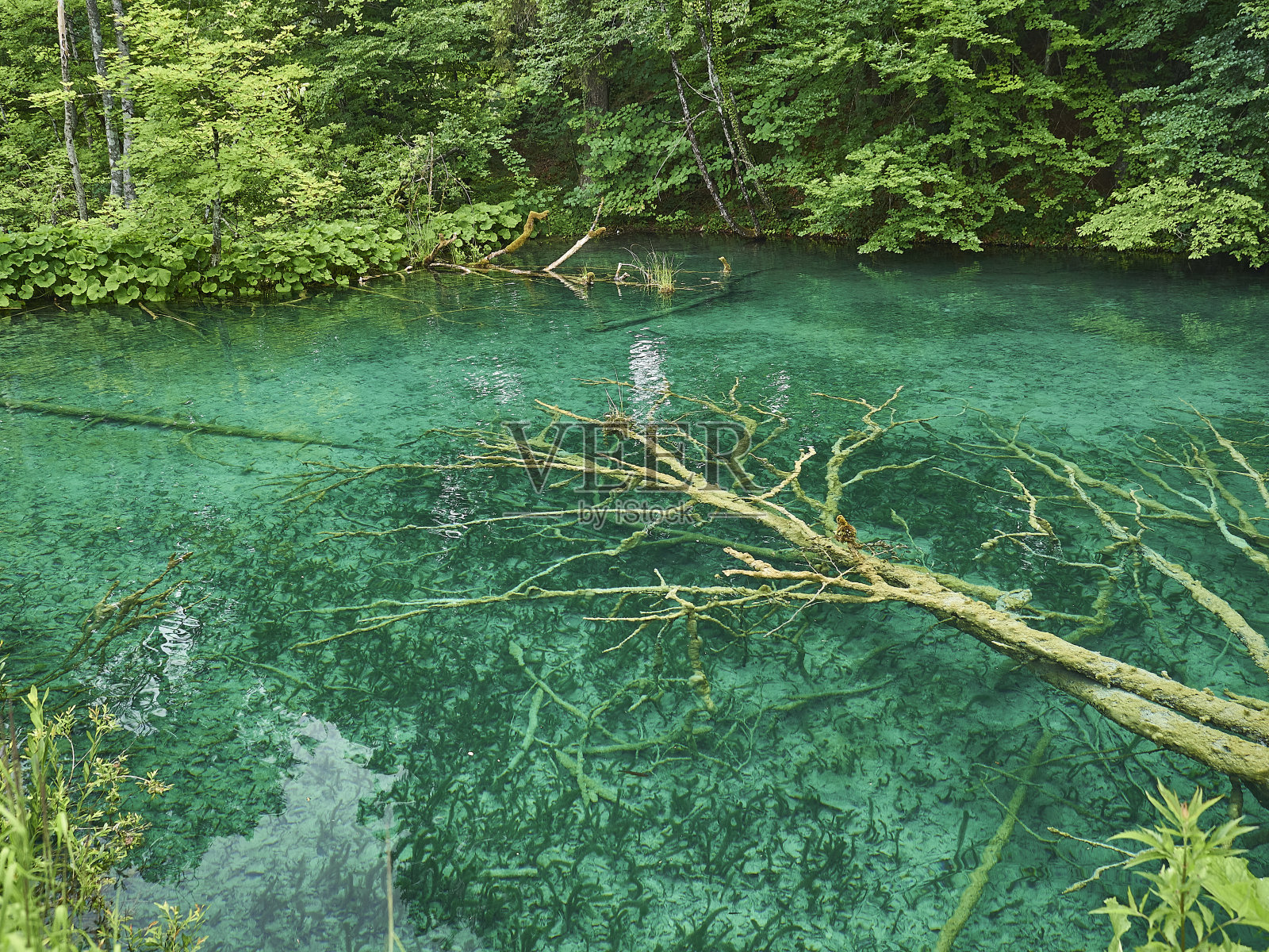 Plitvice湖是克罗地亚著名的旅游胜地照片摄影图片