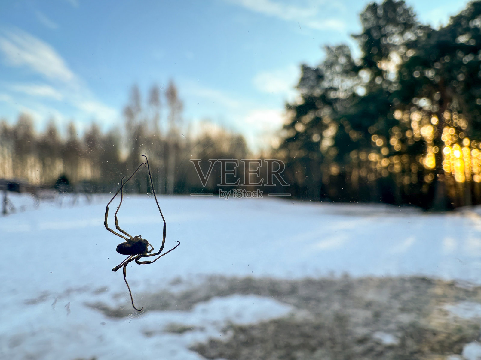 巨大的黑蜘蛛坐在日落时的窗户玻璃上，背景是森林景观。照片摄影图片