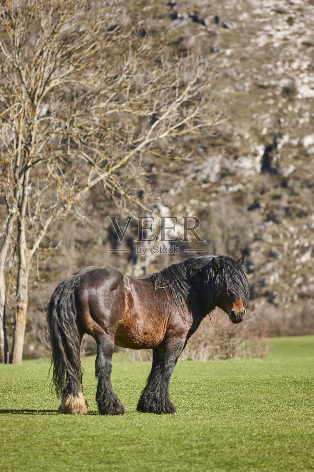 马在绿色的山谷里。卡斯蒂利亚莱昂。西班牙。Losino品种照片摄影图片