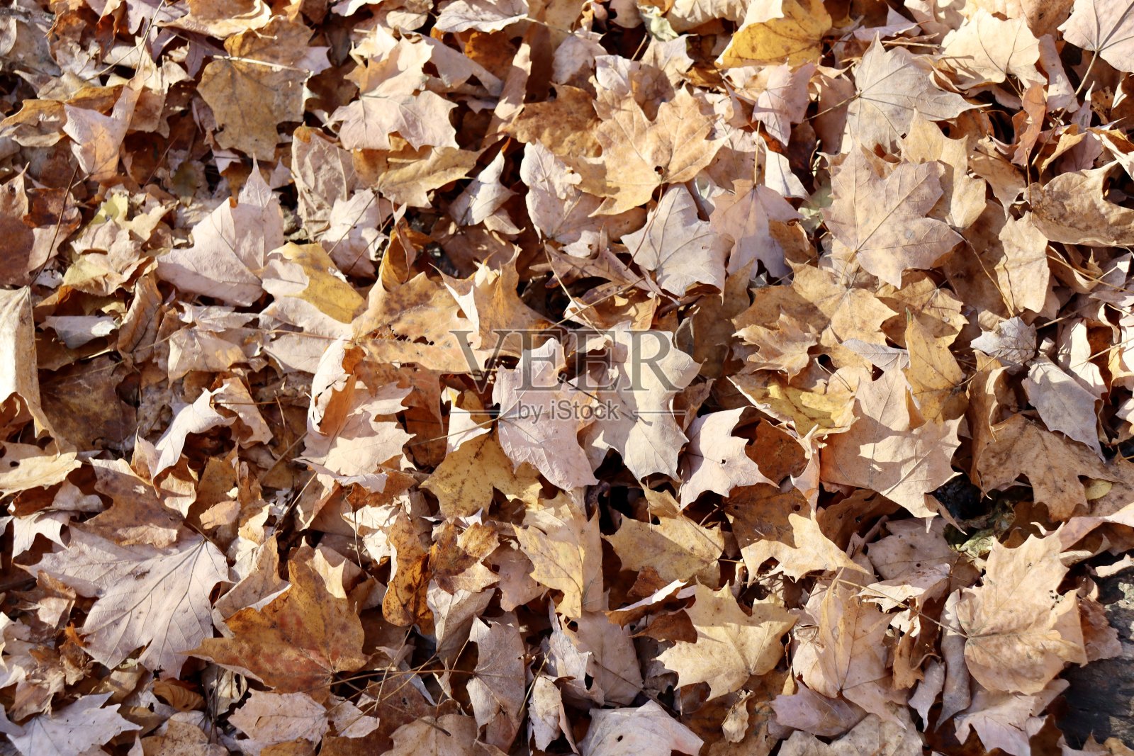 一堆五颜六色的秋叶照片摄影图片