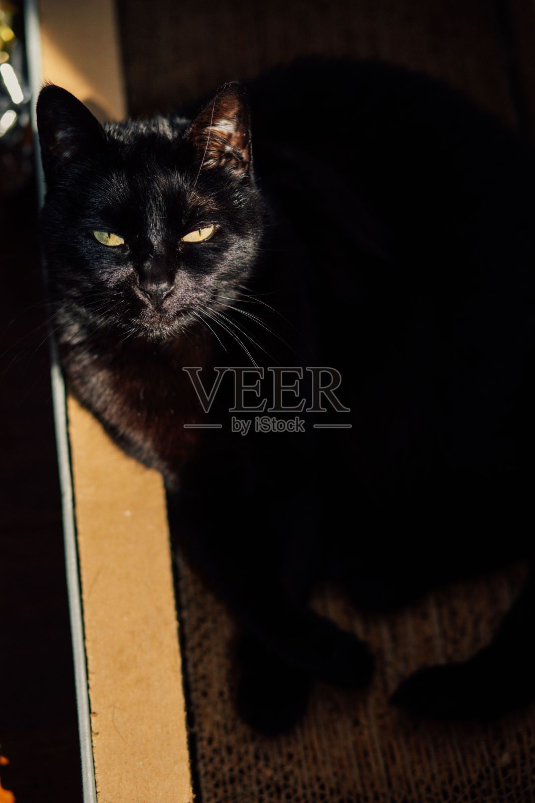 黑猫在纸板划痕休息室看着相机照片摄影图片