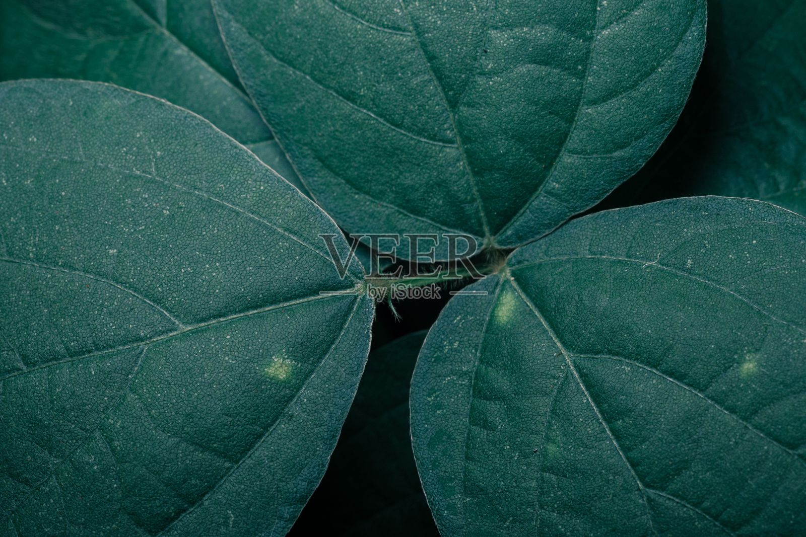 一种植物的深绿色叶子的纹理特写照片摄影图片