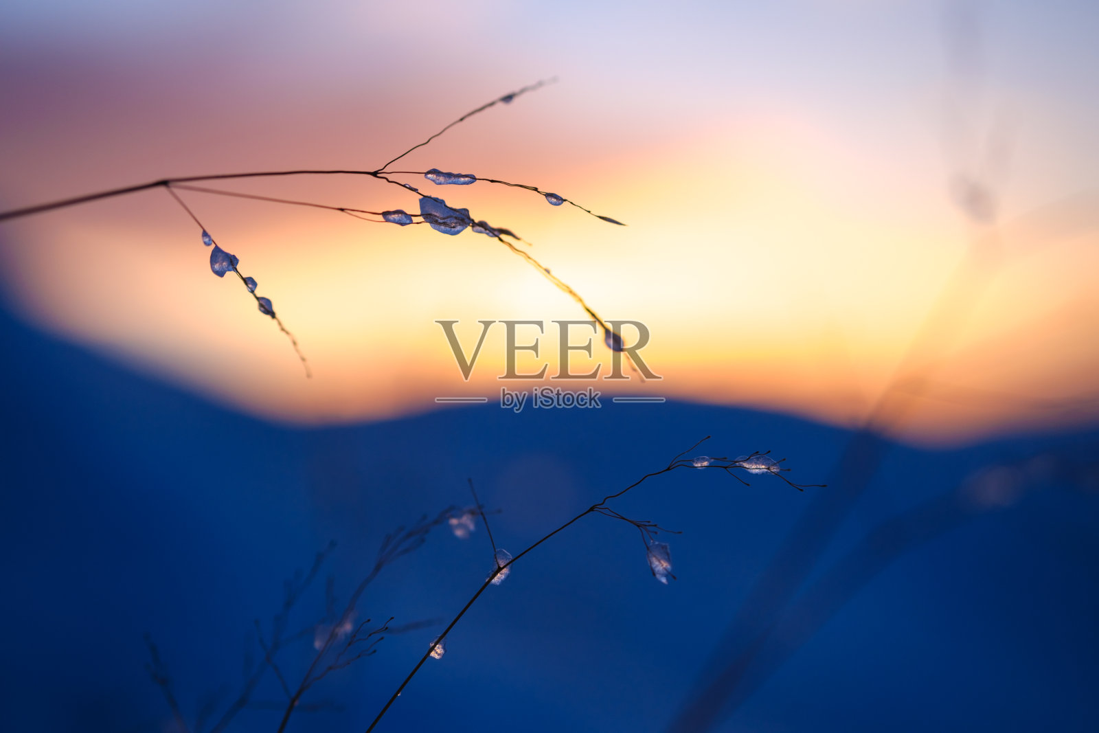 日落时冰冻的草照片摄影图片