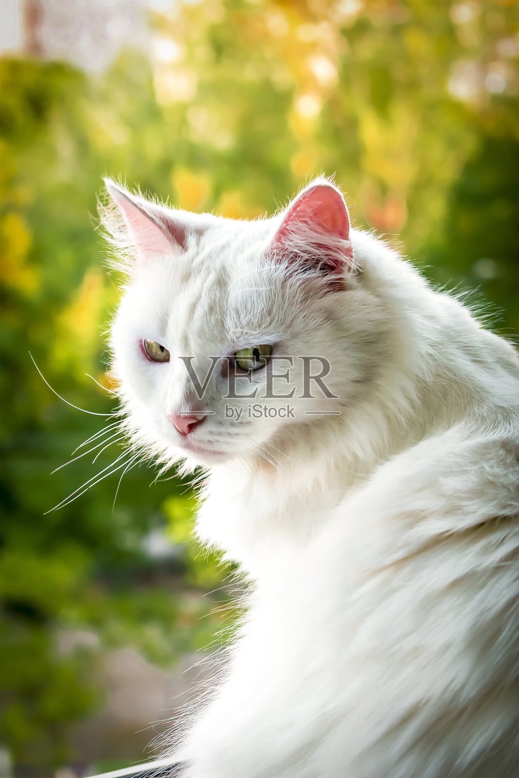 可爱的白色蓬松甜美的猫喜欢躺在窗户上，在温暖的夕阳黄昏的阳光。平静沉思日光浴家庭宠物肖像在房子的窗台照片摄影图片