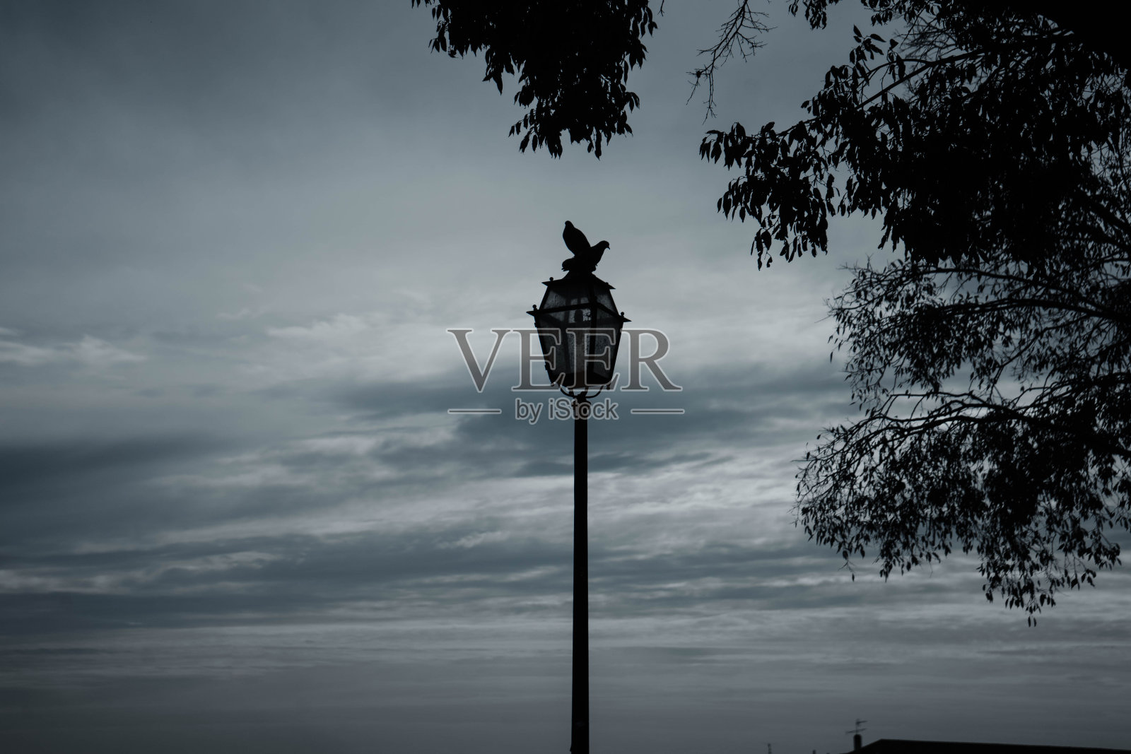 路灯上鸽子的剪影照片摄影图片