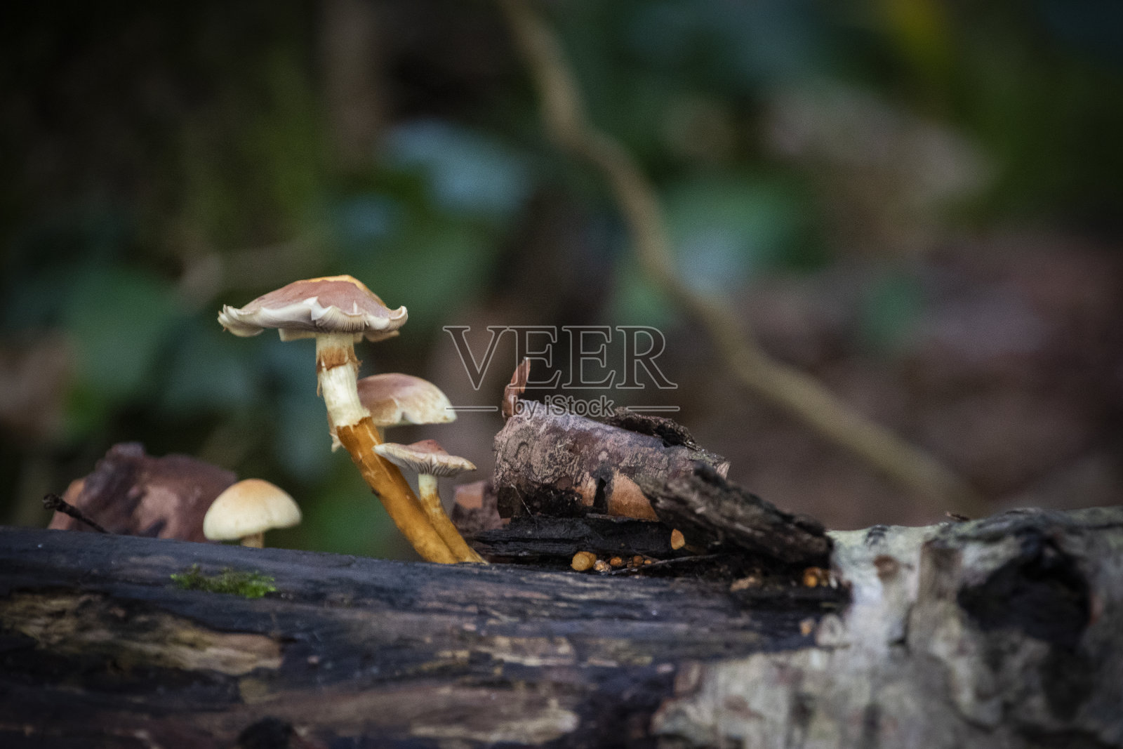 站在高照片摄影图片