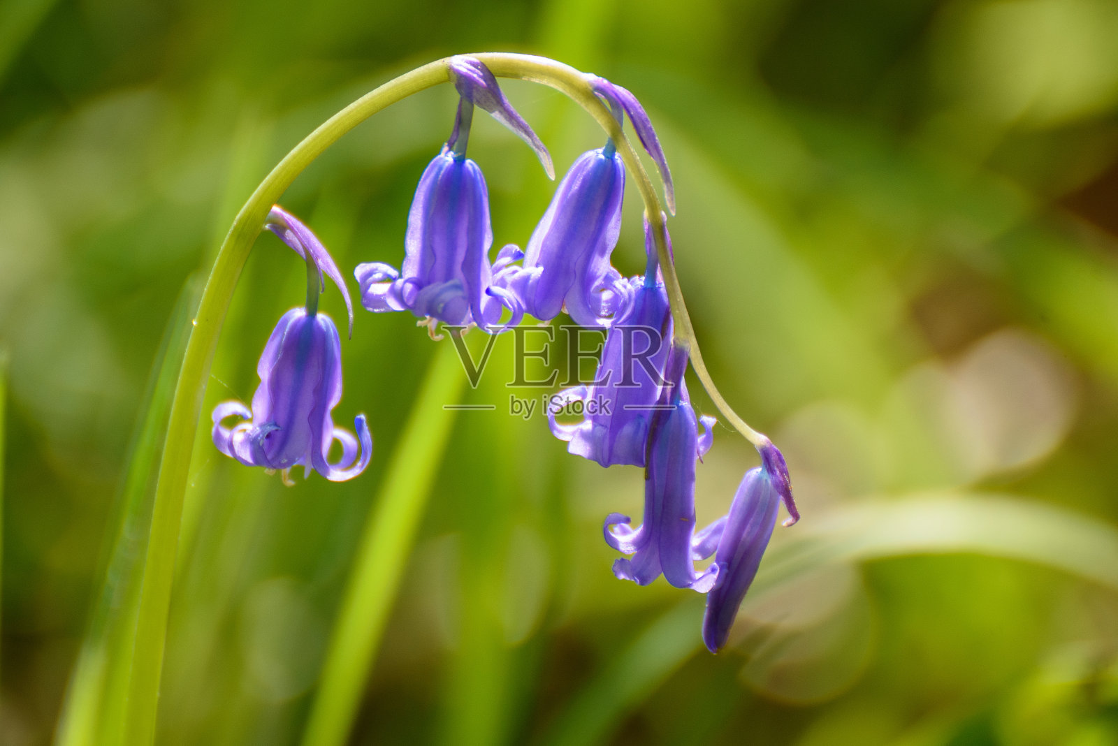 一个蓝铃草的特写照片摄影图片