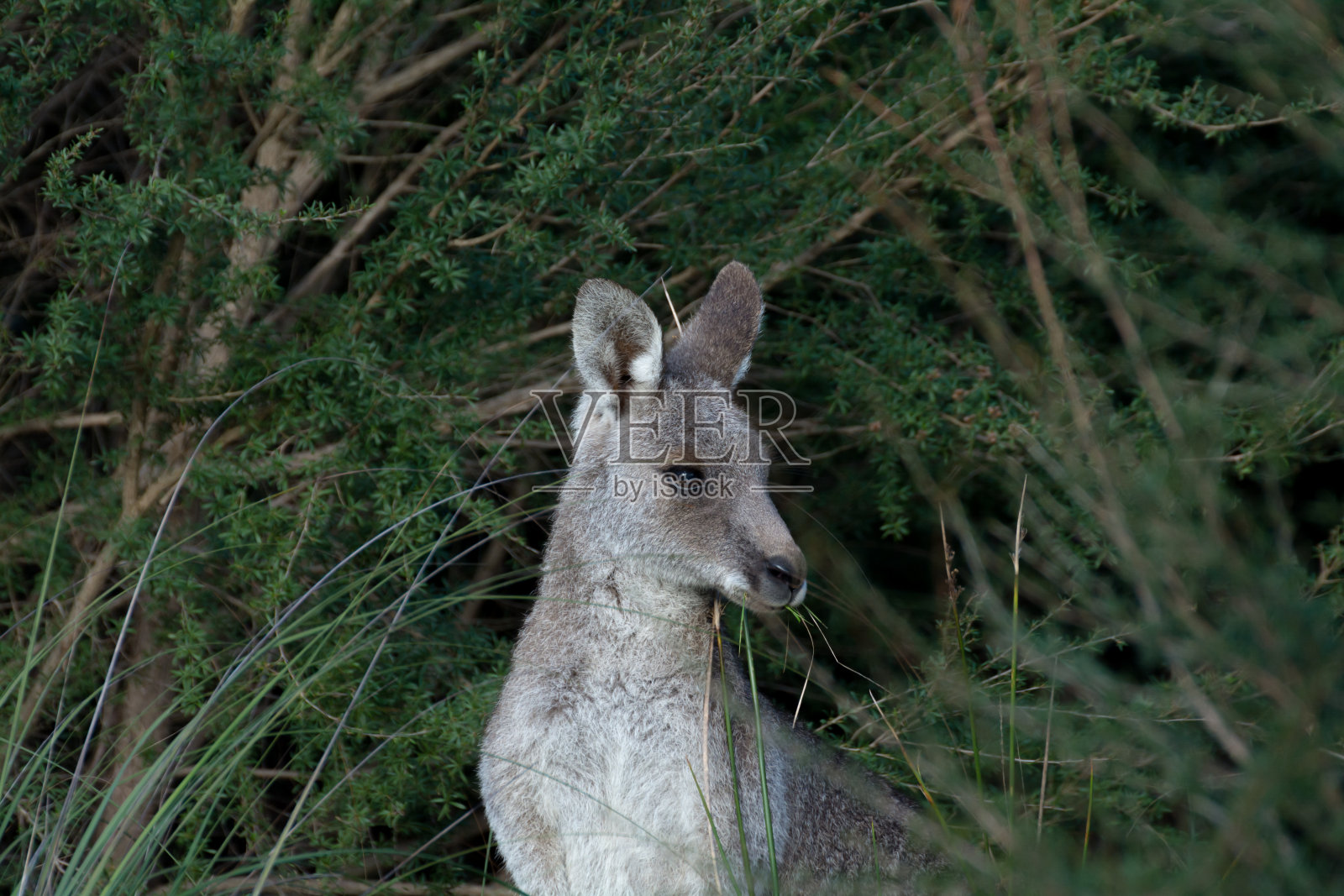 雌性灰袋鼠在灌木丛中寻找照片摄影图片