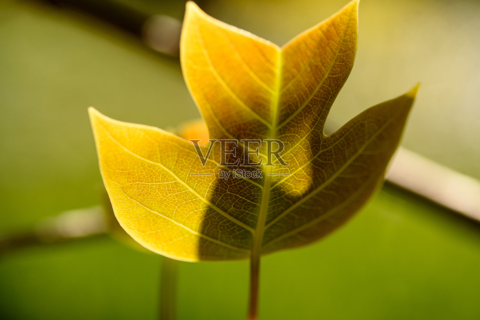 中国鹅掌楸树叶特写照片摄影图片