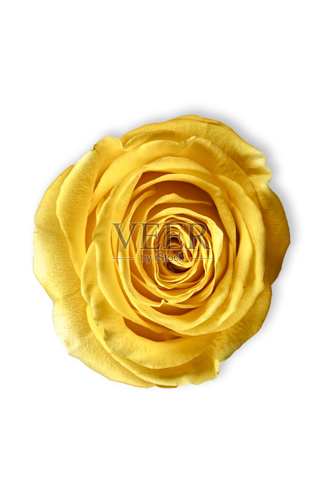 情人节。花组成。框架制成的玫瑰花，背景。照片摄影图片