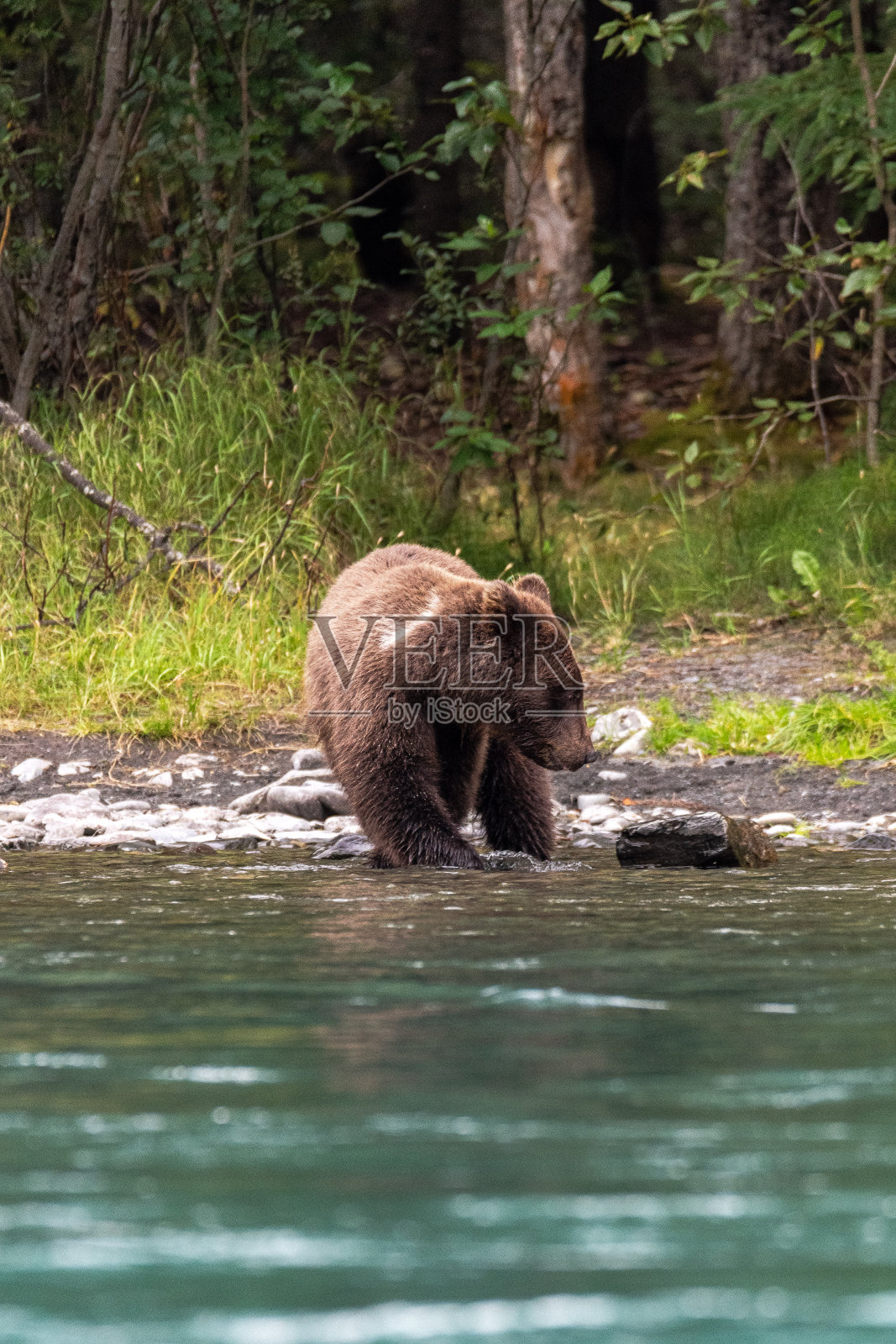 阿拉斯加的熊游泳和钓鱼照片摄影图片