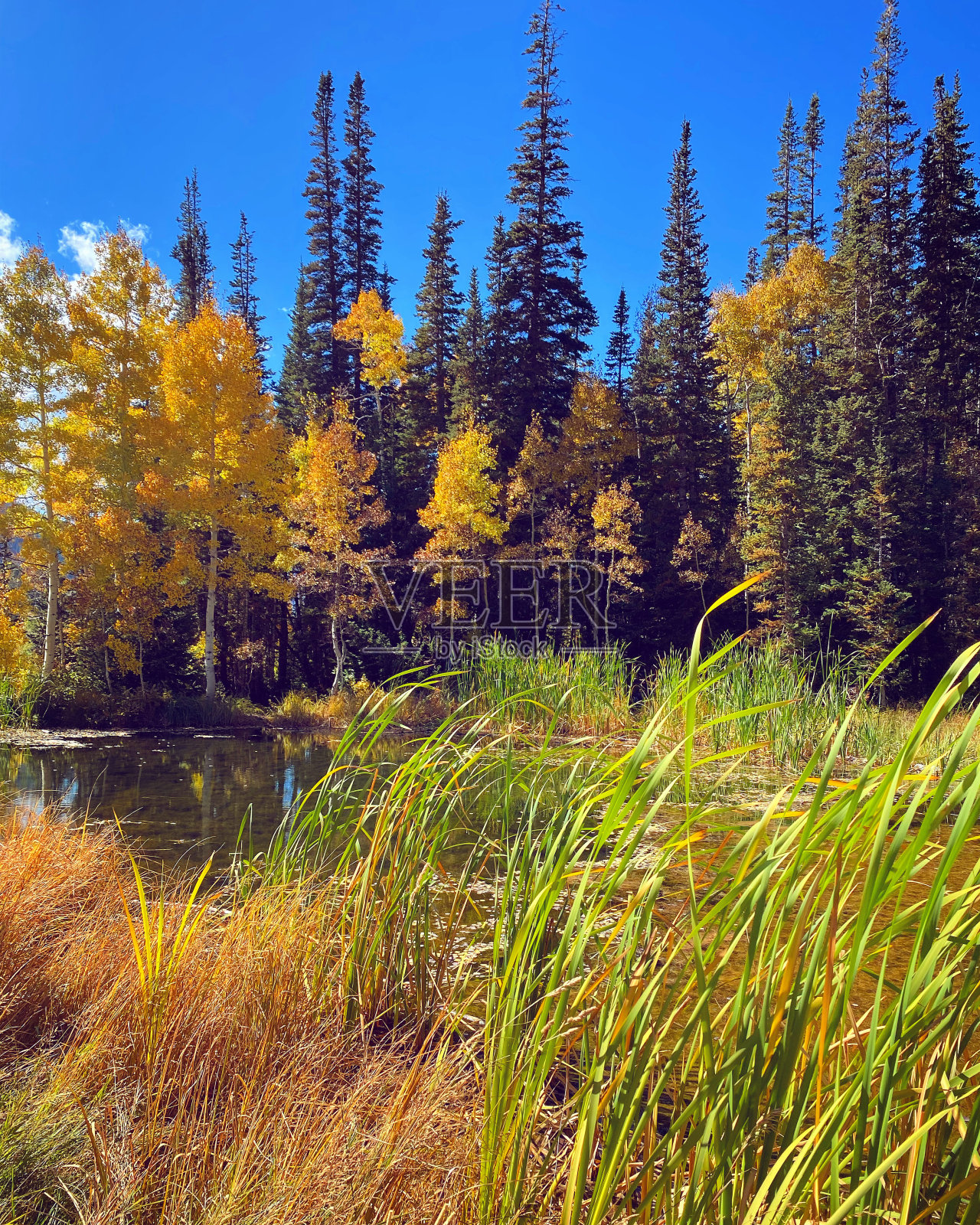雪鸟滑雪场——犹他州的雪鸟照片摄影图片