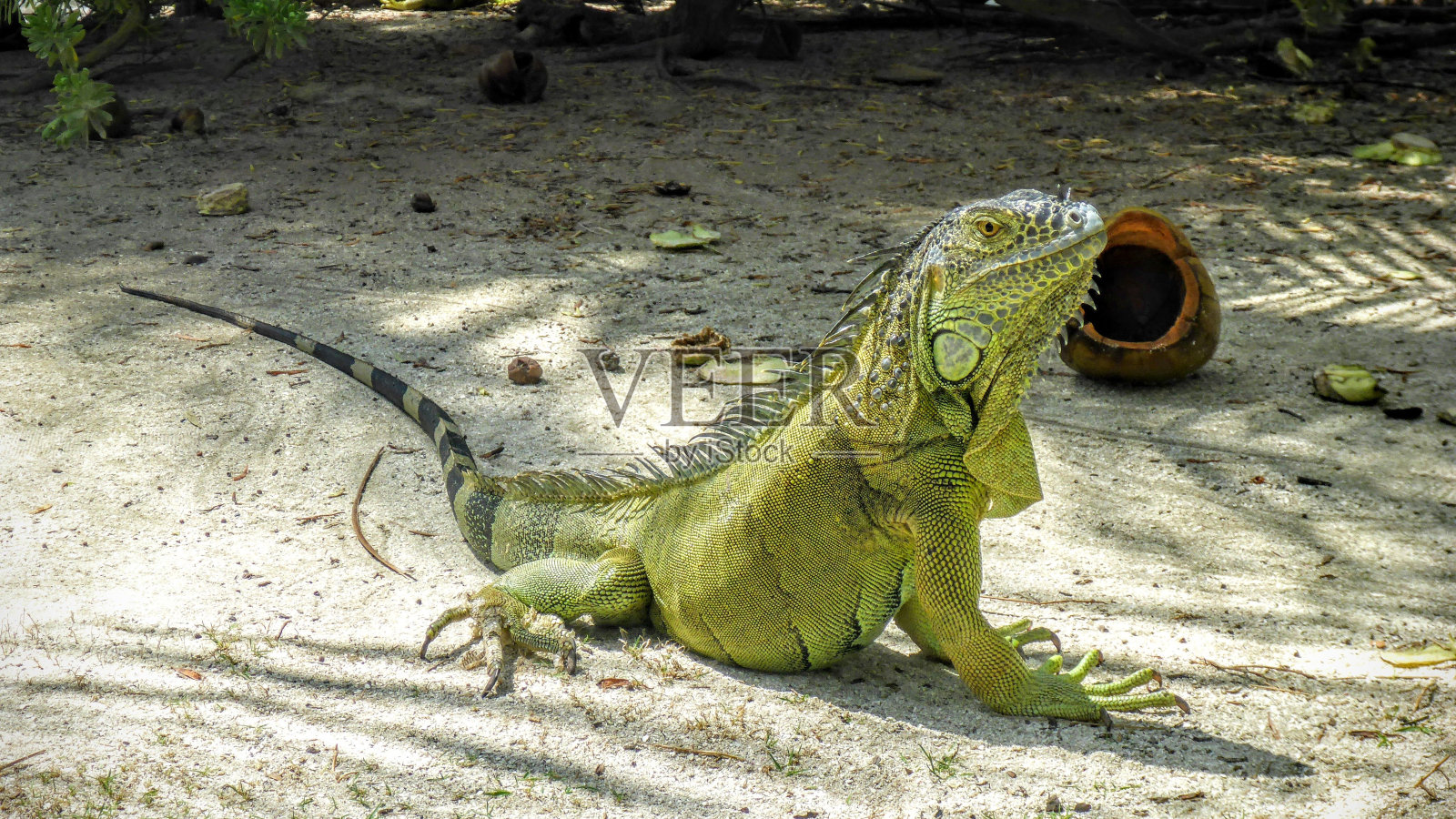 一只浅绿色鬣蜥在草地上晒太阳的特写镜头。照片摄影图片
