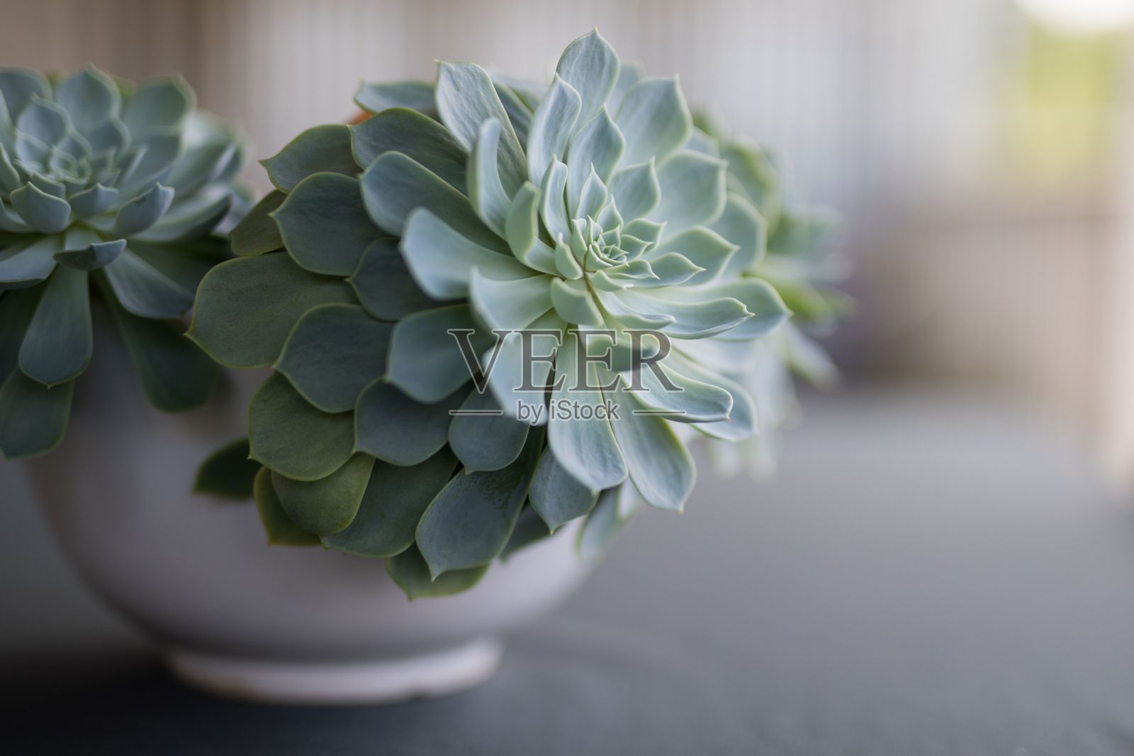 白色碗里的月影植物特写镜头照片摄影图片