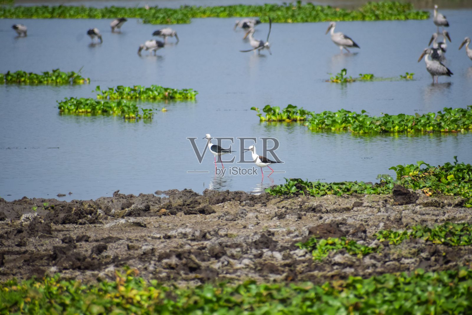 一群美丽的印度鹳在湖中游泳照片摄影图片
