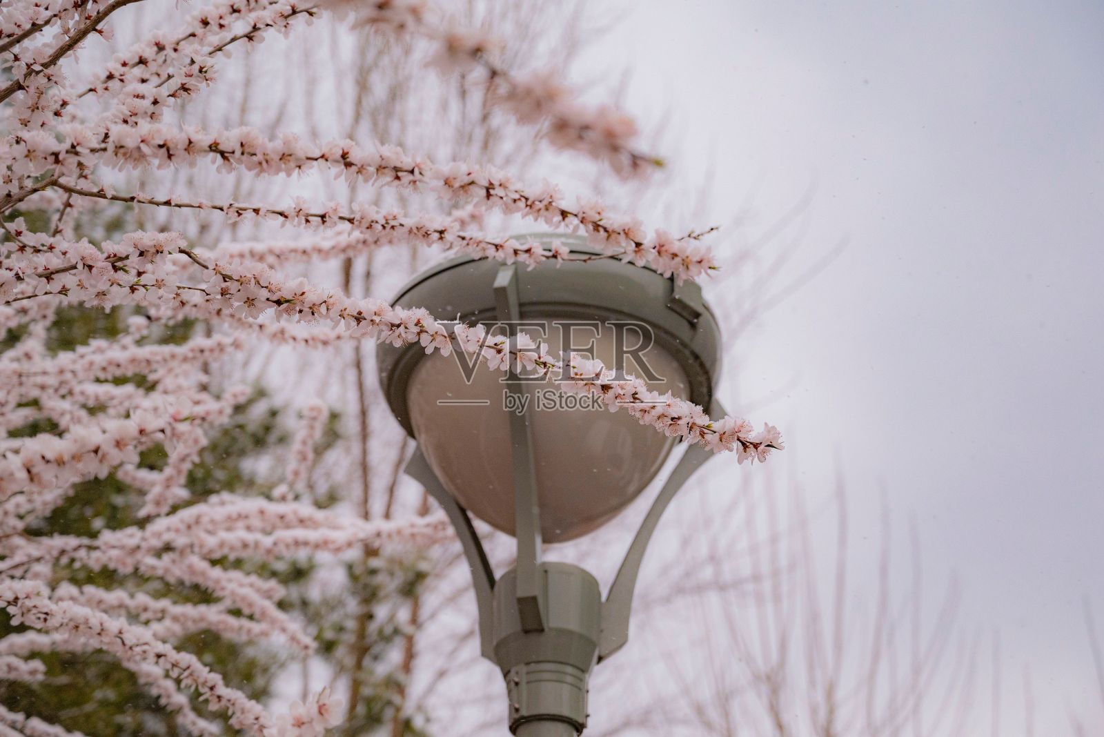 特写镜头是樱桃树附近的一盏白色灯照片摄影图片