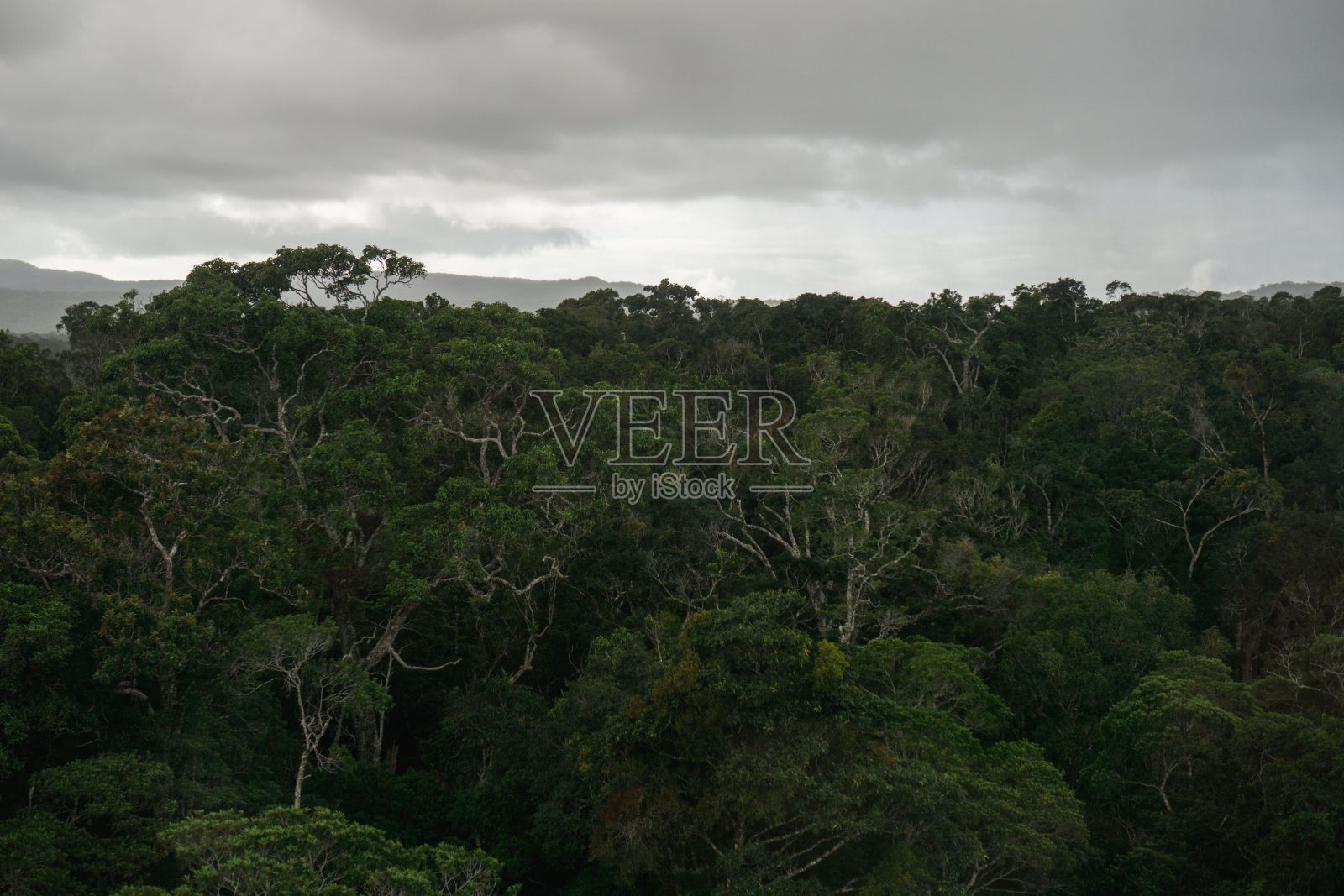 澳大利亚昆士兰巴伦峡谷国家公园美丽森林的鸟瞰图照片摄影图片