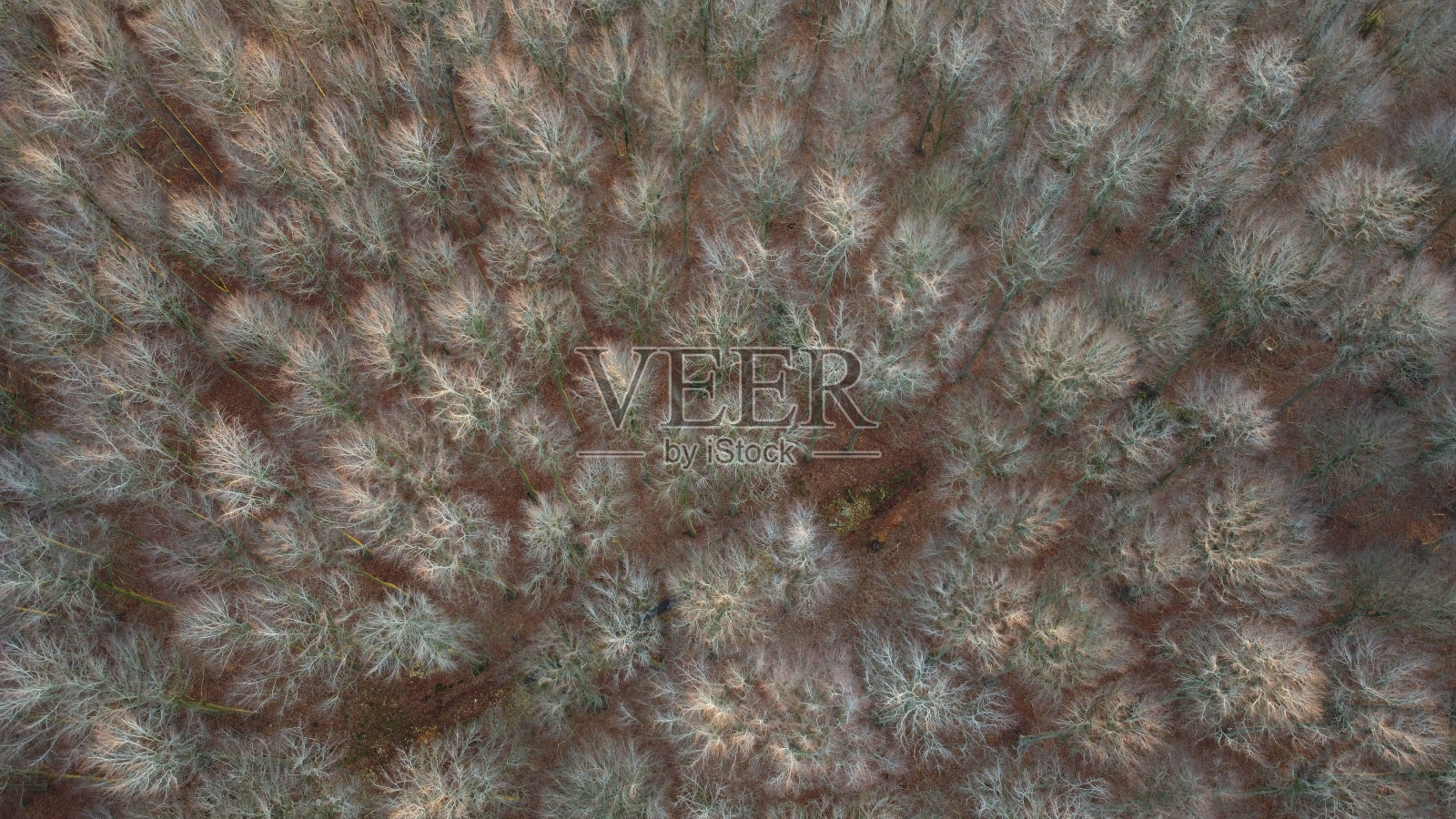 丹麦Taasinge, Lundby森林树木景观的鸟瞰图照片摄影图片