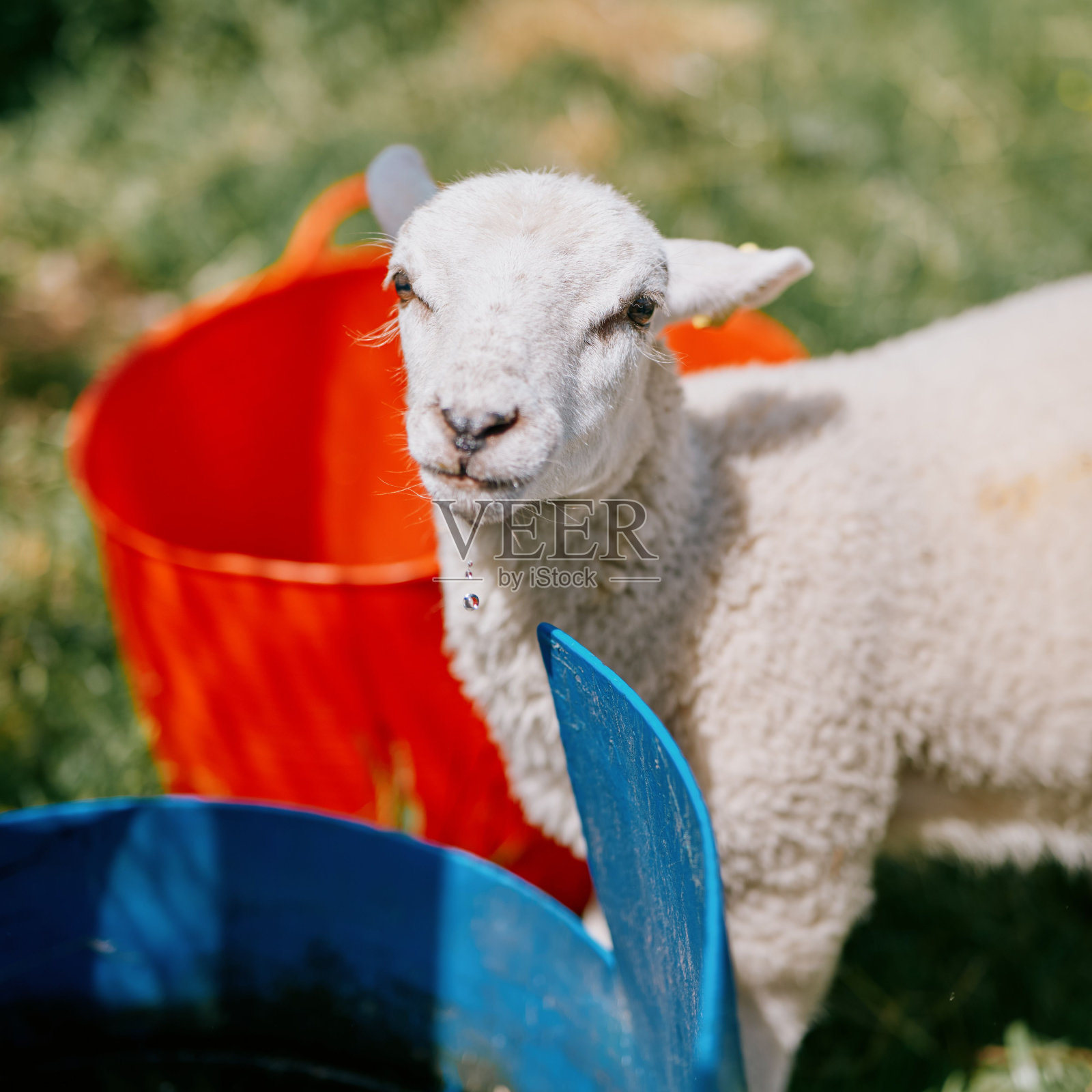 在阳光明媚的日子里，可爱的小绵羊站在红色和蓝色的水桶旁边照片摄影图片
