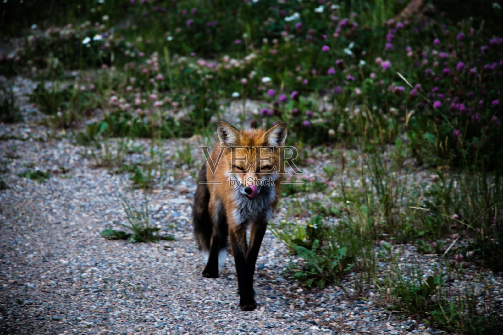 一只狐狸在森林里行走的特写镜头照片摄影图片
