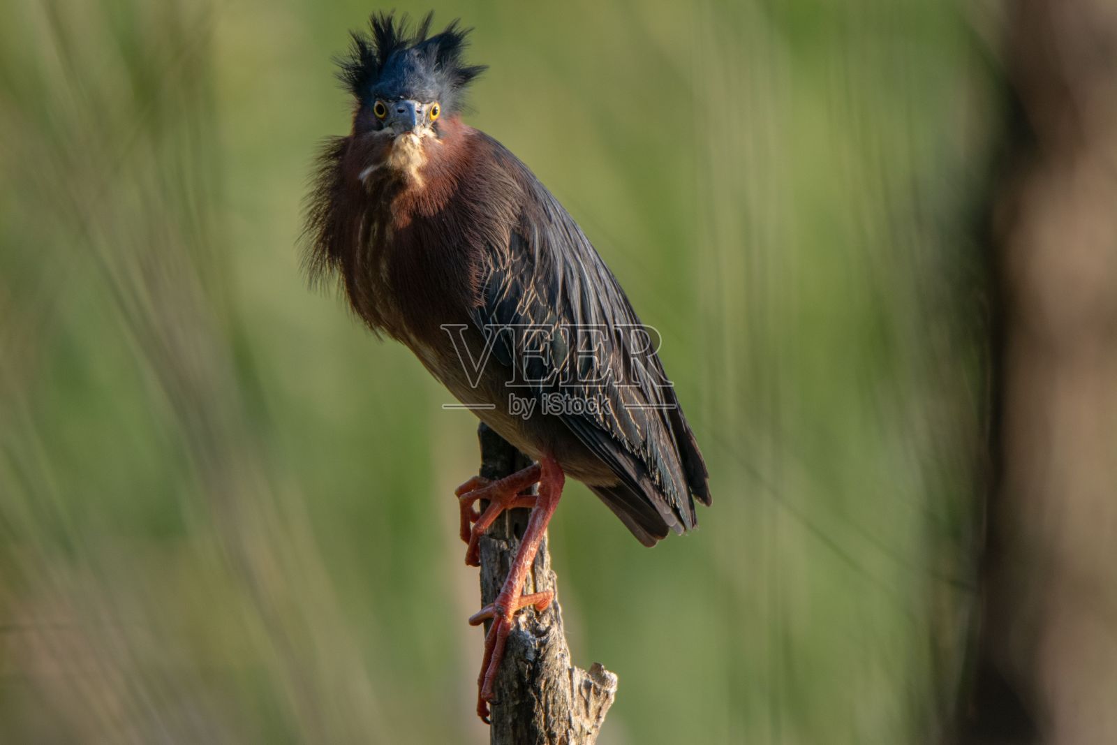 一只绿色的苍鹭站在树枝上照片摄影图片