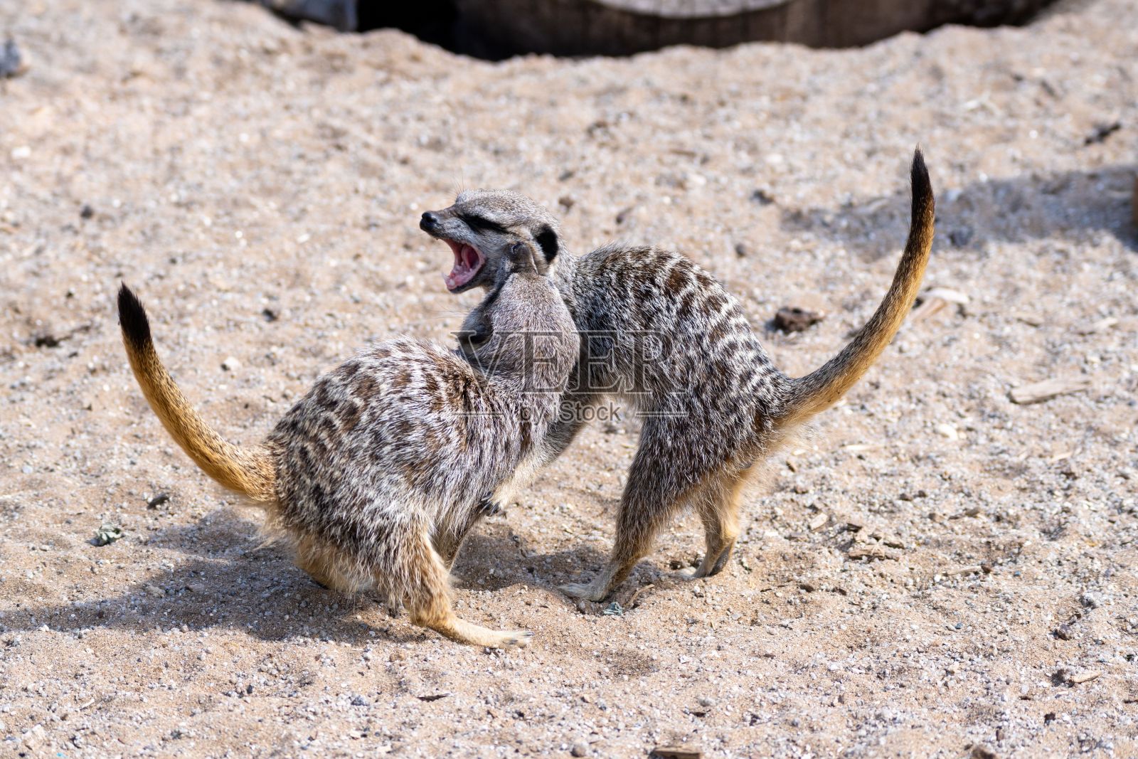 一对猫鼬在沙地上的特写镜头，一只猫鼬咬另一只照片摄影图片