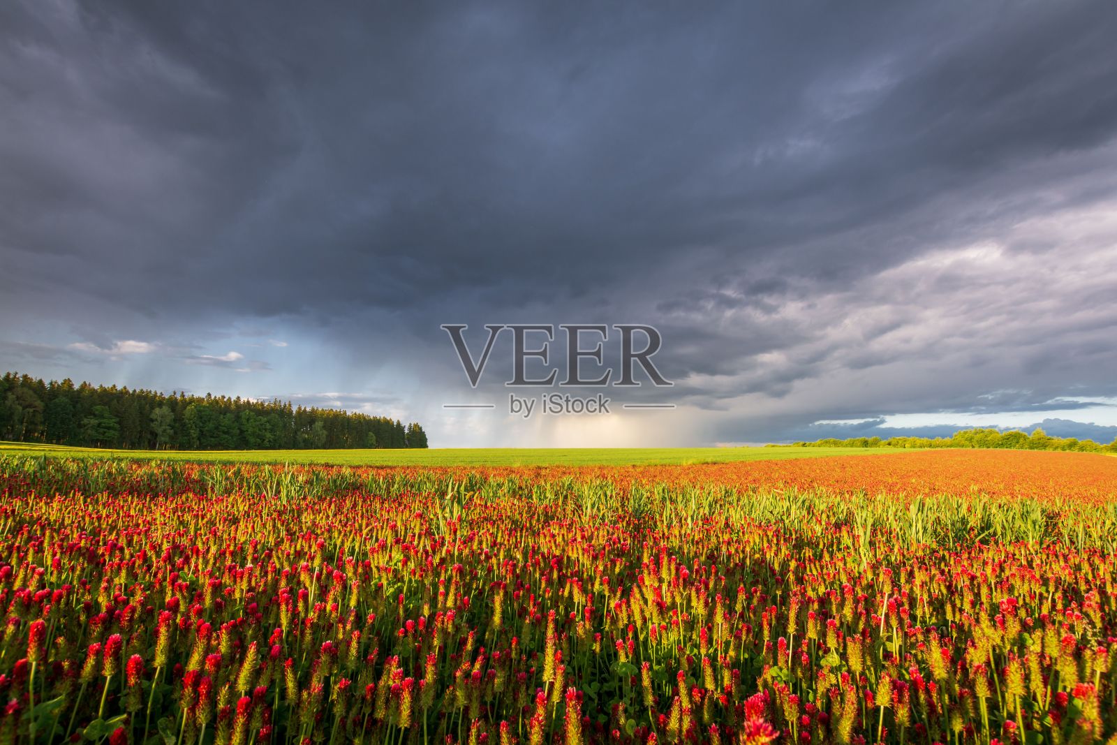 风景优美的田野与许多花在戏剧性的云层下照片摄影图片