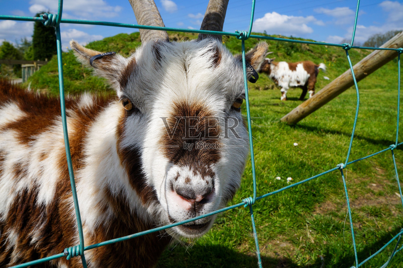 在铁丝栅栏后面，一只棕色和白色的侏儒山羊的特写镜头照片摄影图片