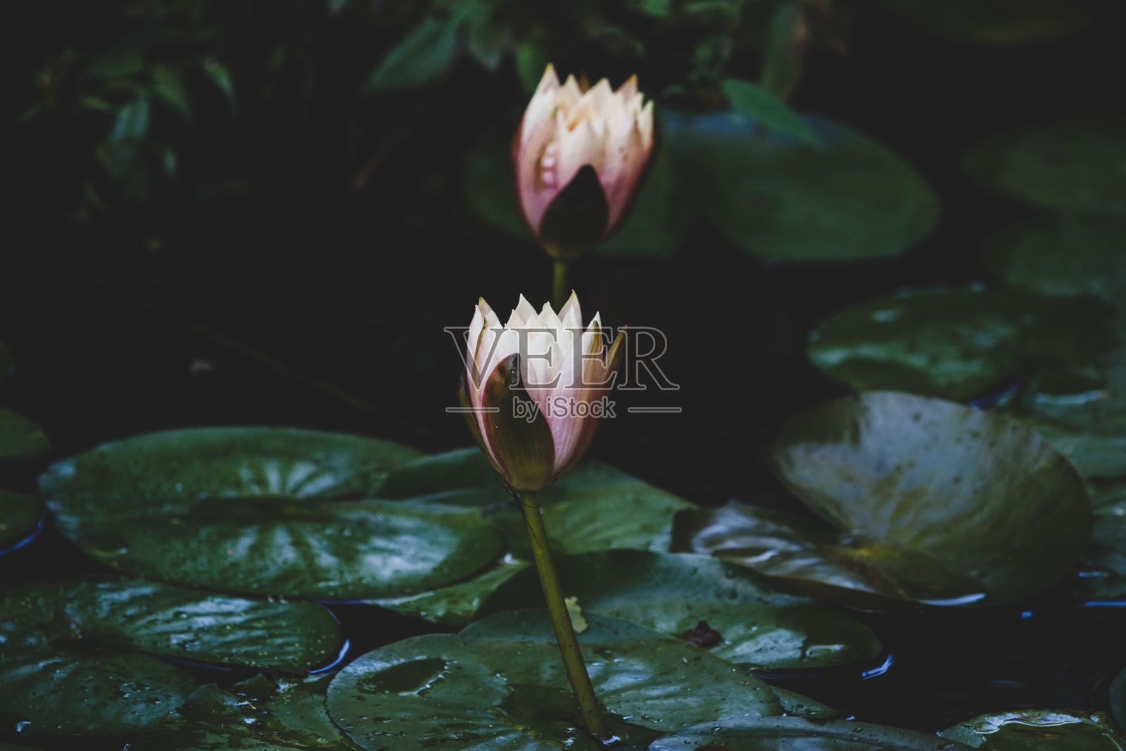 池塘里粉红色睡莲的特写照片摄影图片