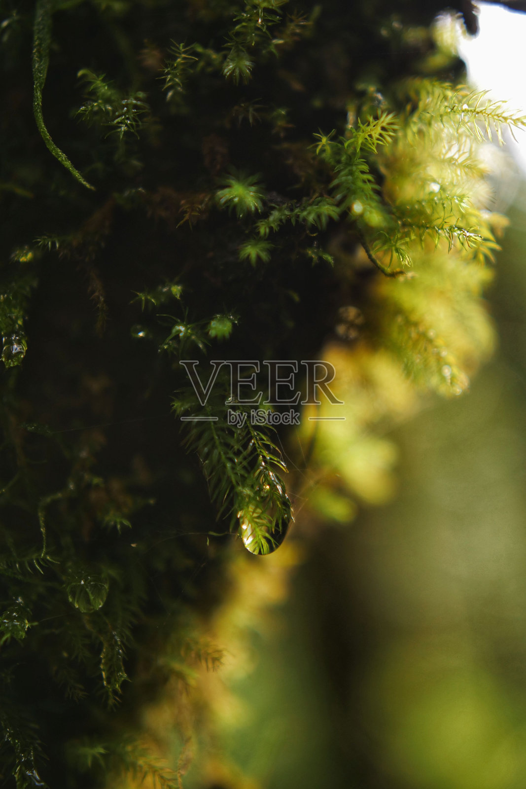 绿色苔藓上的水滴选择性聚焦镜头照片摄影图片