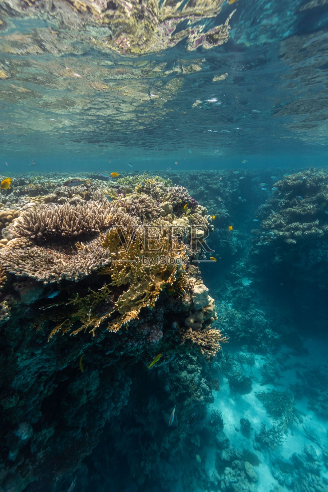埃及盖瑟姆岛红海下奇异植被的垂直拍摄照片摄影图片