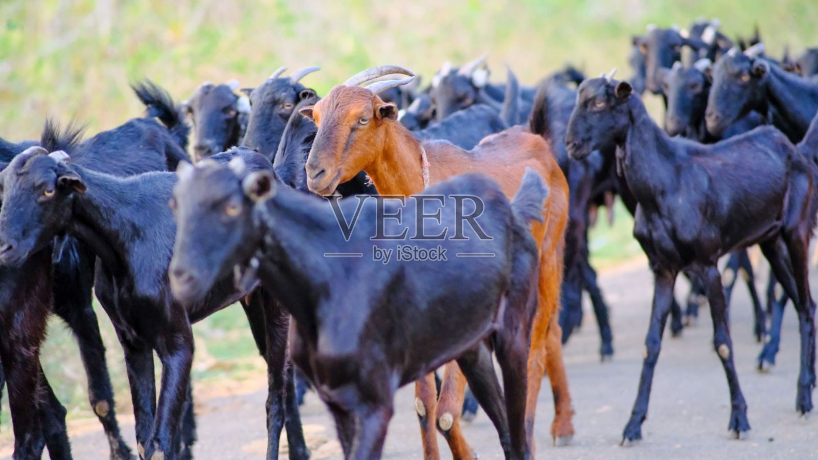 一群山羊走在路上照片摄影图片