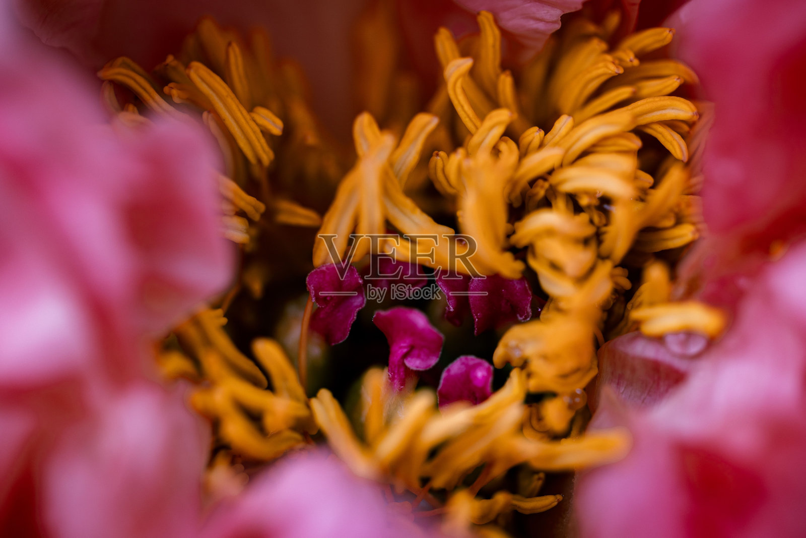 带有黄色雄蕊的粉红色牡丹的特写镜头照片摄影图片