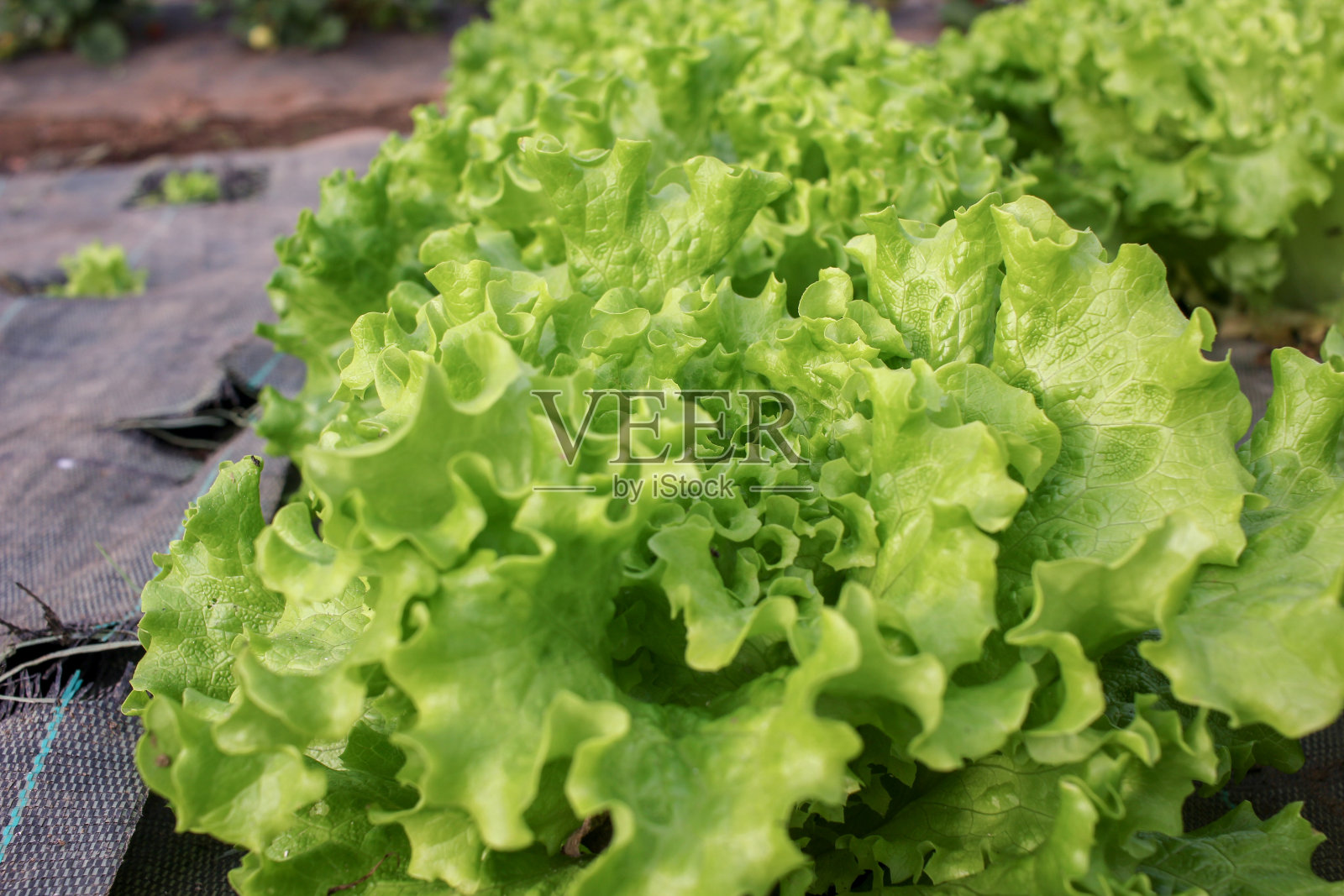 素食者的健康生菜照片摄影图片