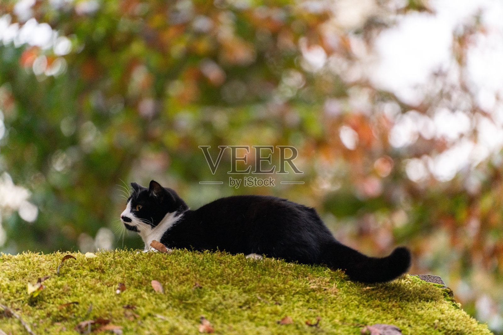 想着屋顶上的猫生活照片摄影图片