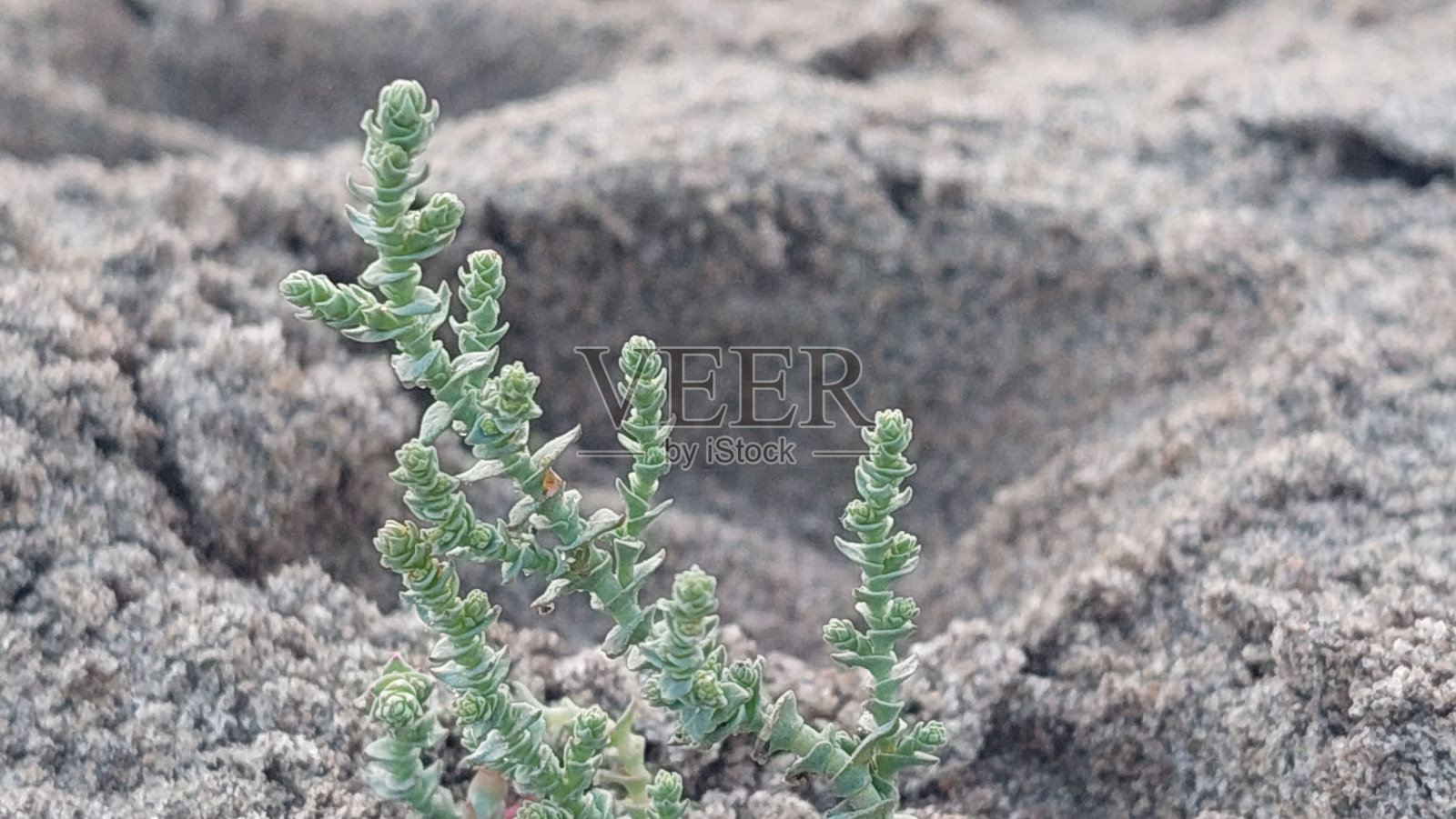 美丽的小植物生长在沙子里照片摄影图片