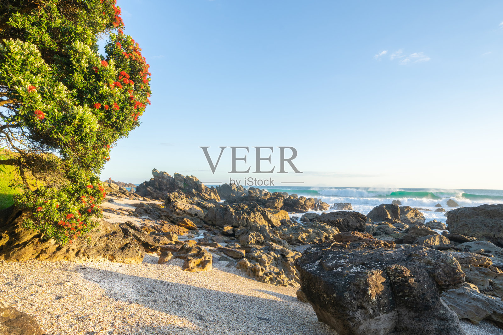 芒加努伊山(Mount Maunganui)的景观景观横跨岩石前岸、大海和地平线，日出时，pohutukawa树开着鲜红色的花照片摄影图片