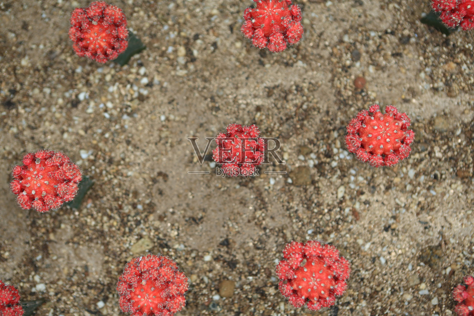 天竺葵仙人掌在温室，自然概念形象照片摄影图片