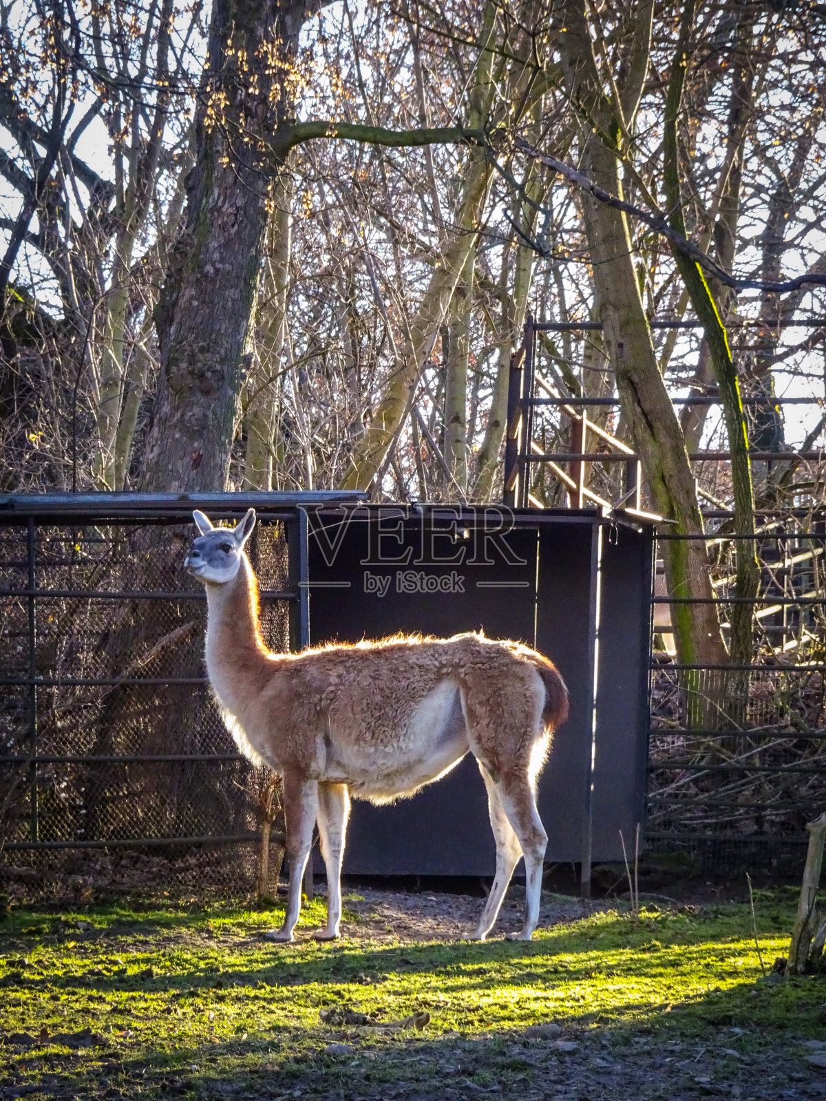 动物照片摄影图片