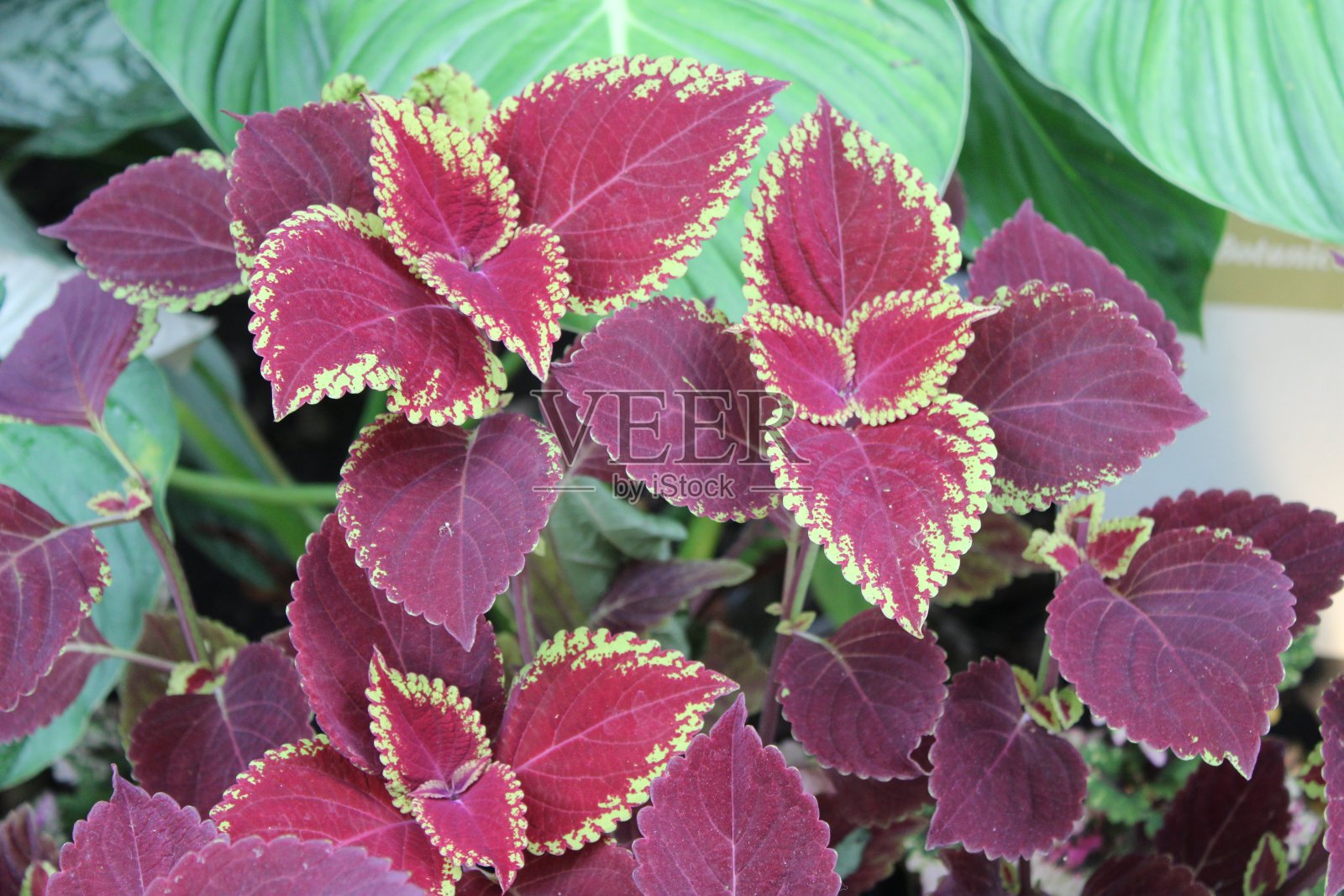 在花园的花坛中有多种颜色的金莲属植物。照片摄影图片