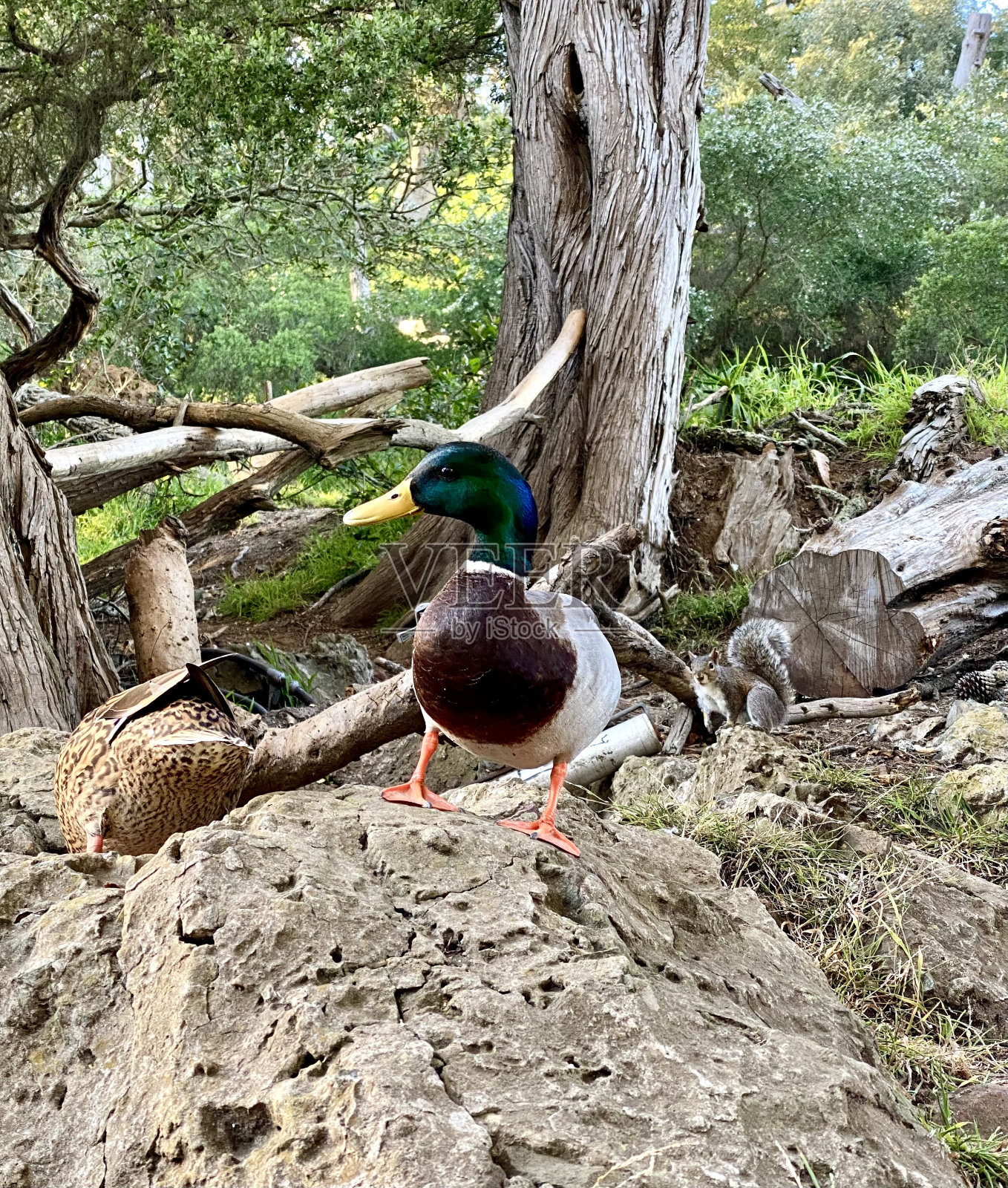 岩石上的鸭子照片摄影图片