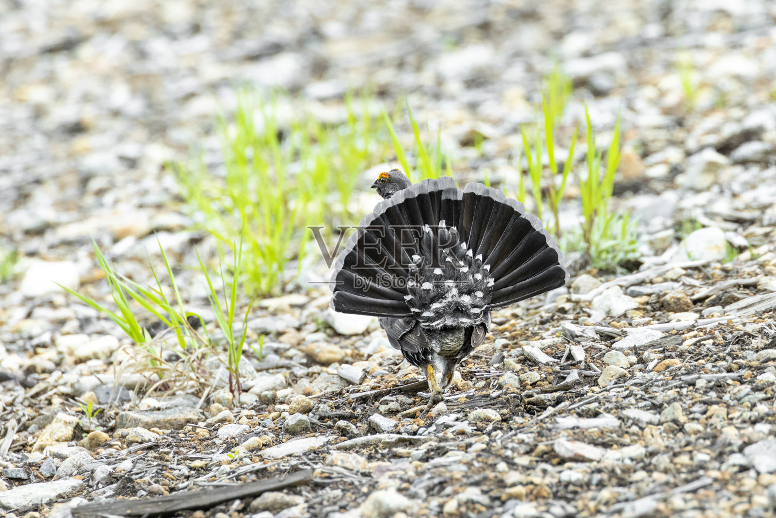 乌烟松鸡照片摄影图片