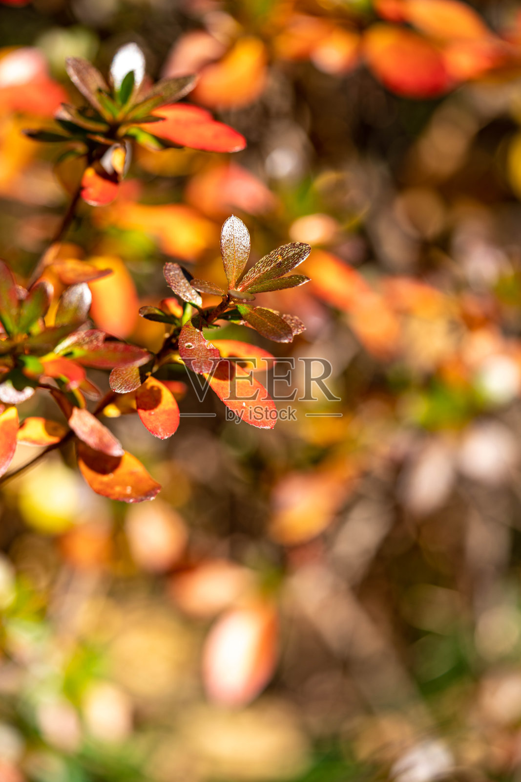 东京阳光下的冬季树木和植物照片摄影图片